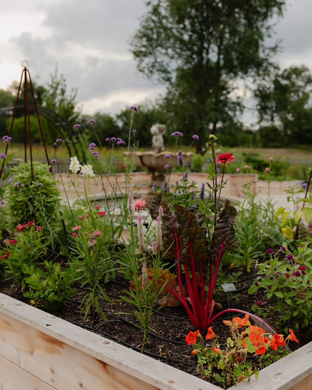 Colorful edible flowers and Swiss chard growing among herbs and vegetables in a cedar raised bed at LaRocque Farms.