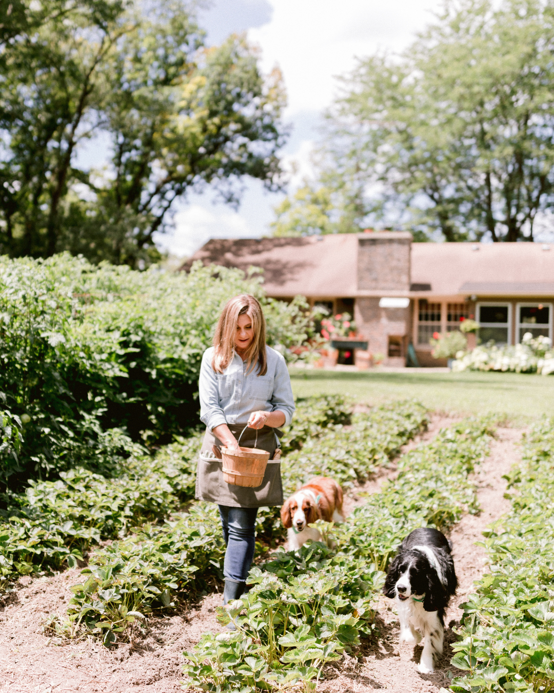 Katie Oglesby walking through rows of strawberry plants with a harvest basket, accompanied by her dogs Grady and Sullivan.