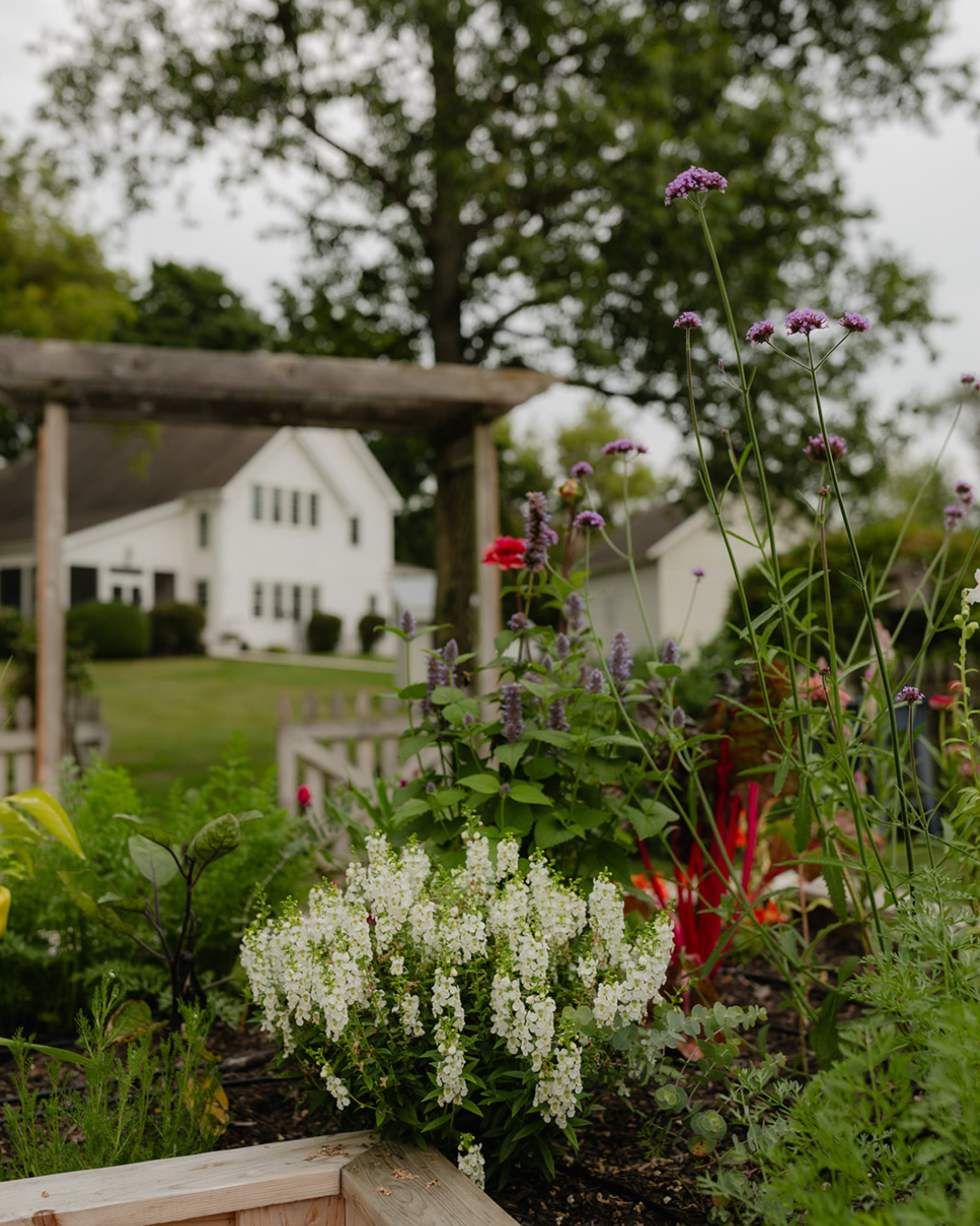 Flowers and edible plants growing in the LaRocque Farms kitchen garden, with the farmhouse and rustic wooden arbor in the background.
