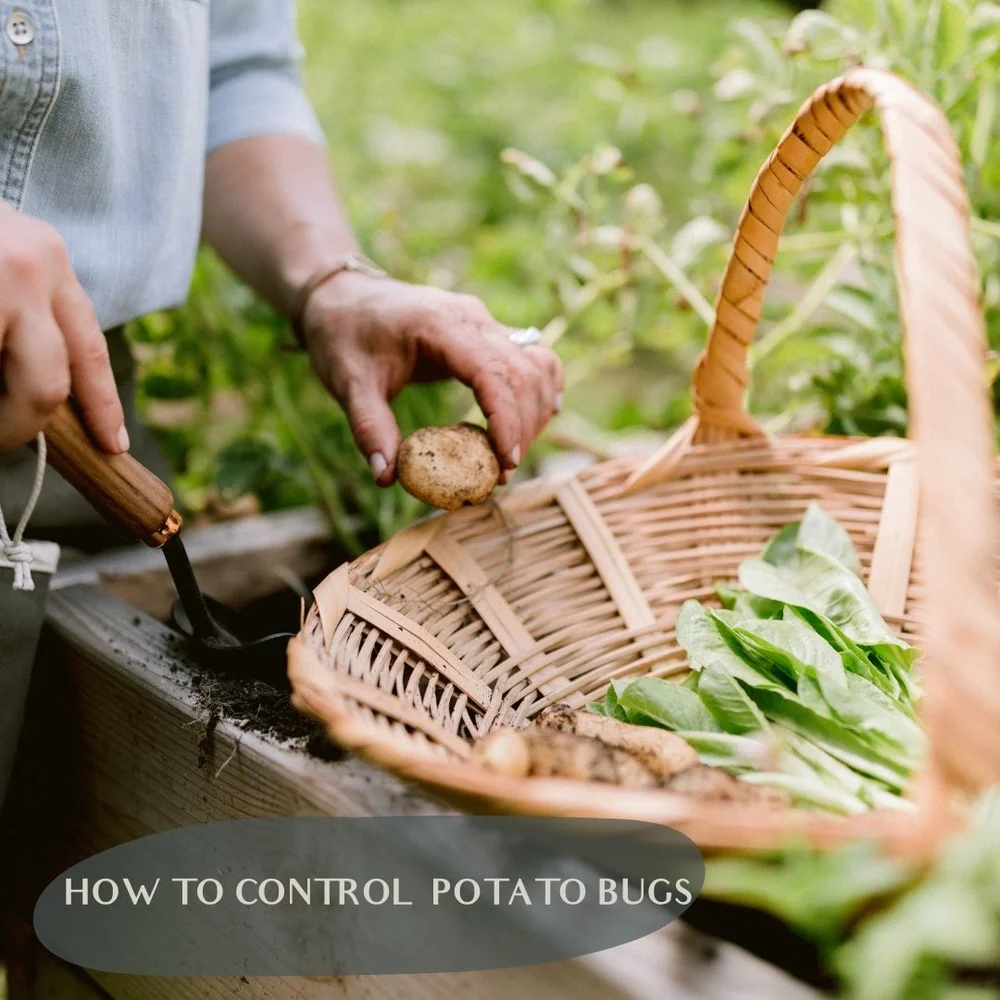 How to Get Rid of Potato Bugs — Katie Oglesby, Kitchen Garden Design