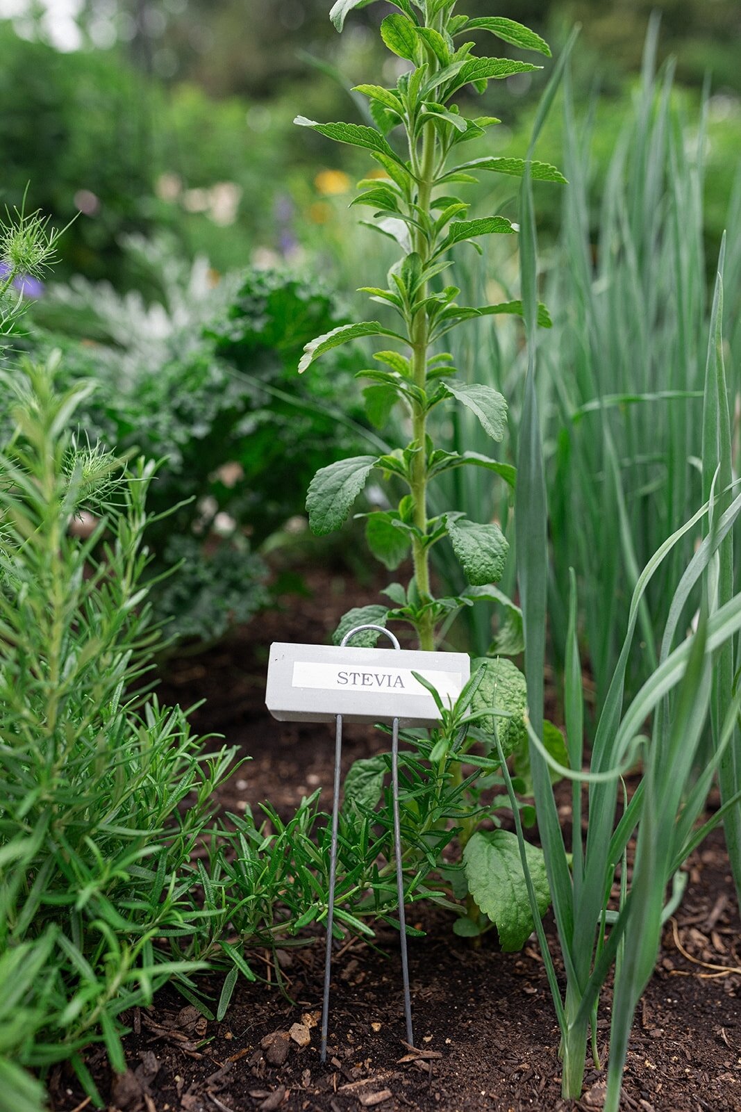 How many of you grow stevia? 

I've been working on my planting plan, deciding whether my new corten beds should be a tea garden. Stevia is an herb in the Asteraceae family, and I think it is worth highlighting.

It's a pretty plant in the garden, an