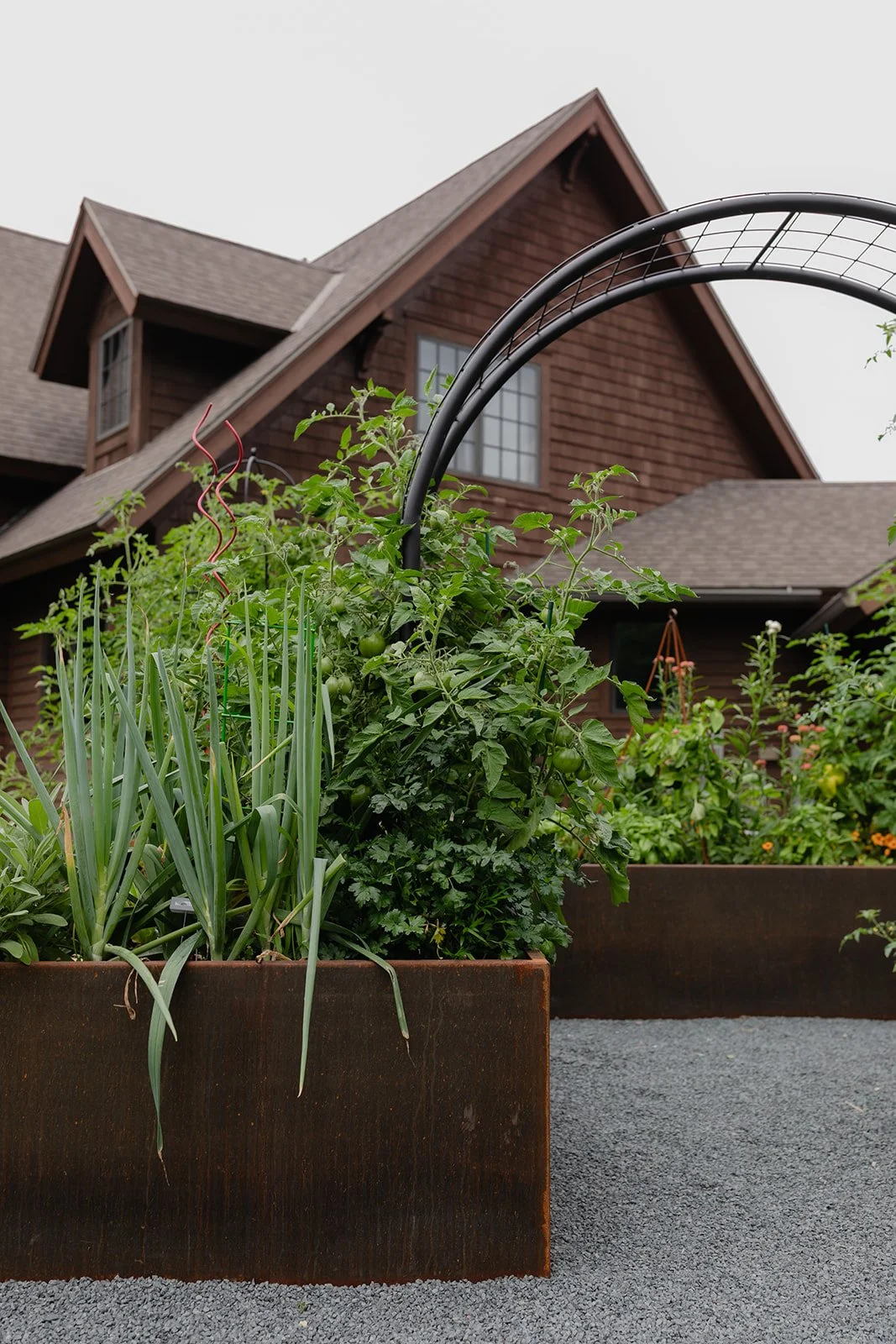 Close view of a black steel arch trellis over corten steel raised beds filled with tomatoes, herbs, and vegetables, with the brown home beyond.