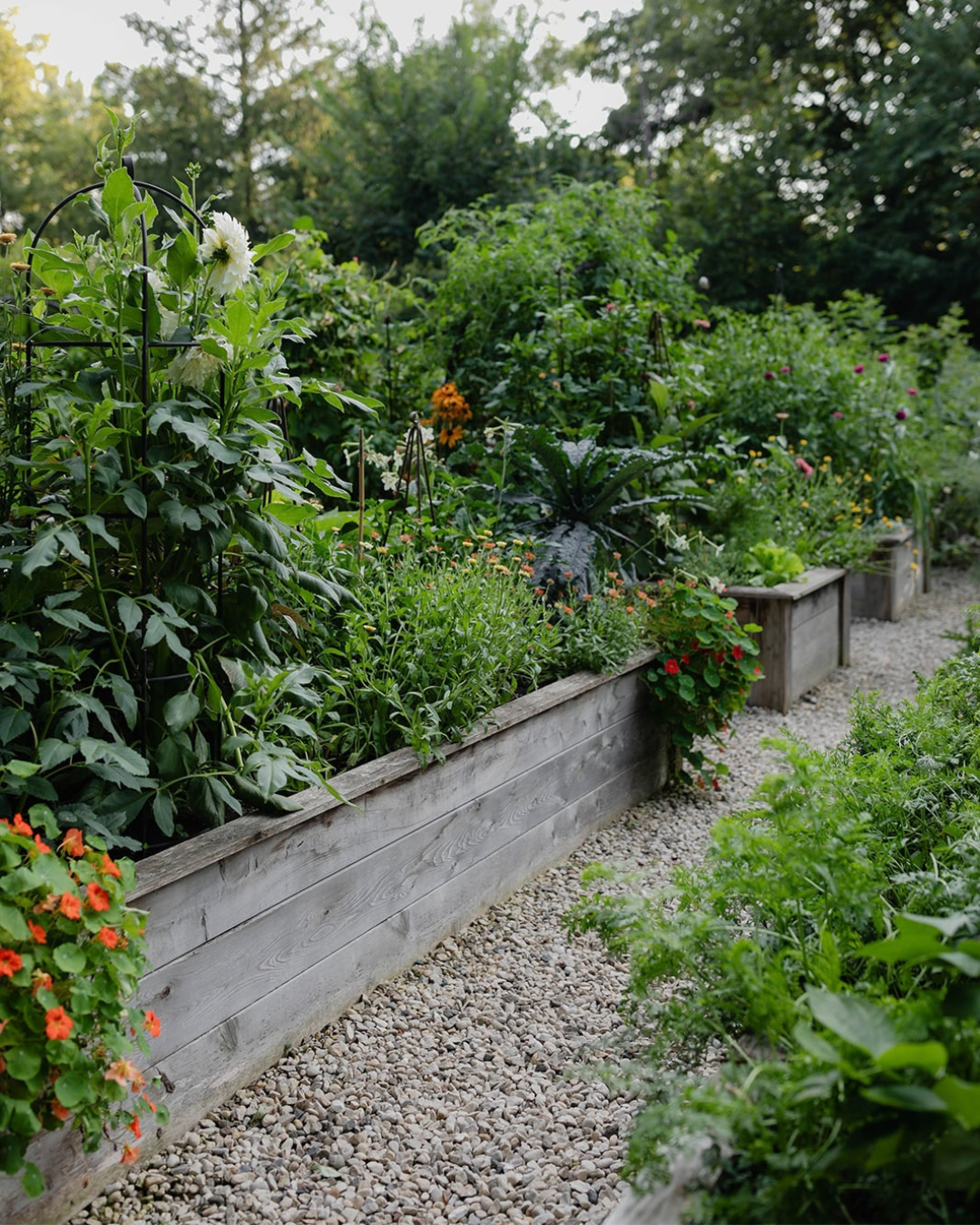 Weathered cedar raised beds overflowing with vegetables, herbs, and flowers along a gravel pathway in the original kitchen garden at The Edible Acre.
