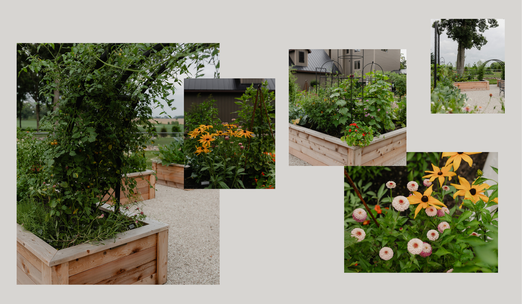 Cedar raised bed kitchen garden with custom made trellis on white limestone chip.