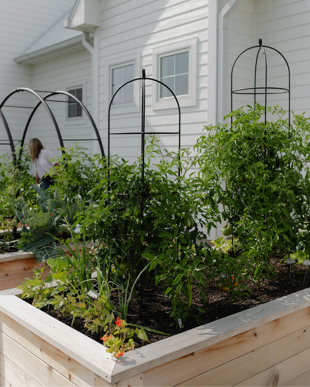 Productive cedar raised bed garden with tomatoes and other vegetables growing beneath custom black obelisk trellises.
