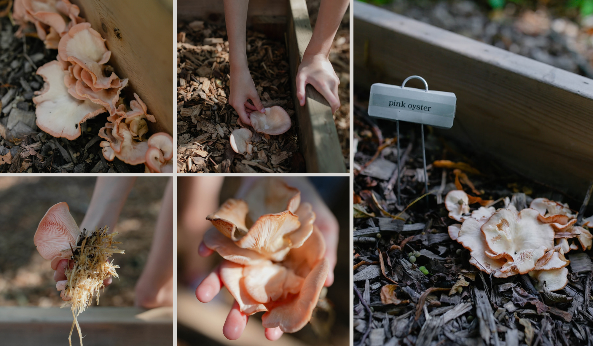 Collage of pink oyster mushrooms growing in wood chips at The Edible Acre, including close-ups of the mushrooms and Katie harvesting them by hand.