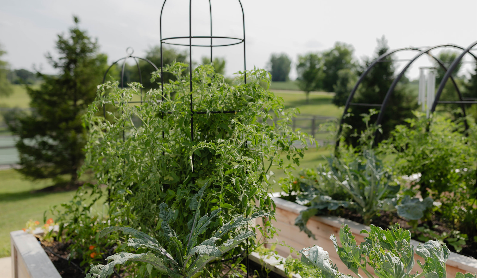 Abundant kitchen garden with tomatoes, leafy greens, cedar raised beds, and custom black trellises on a family farm.