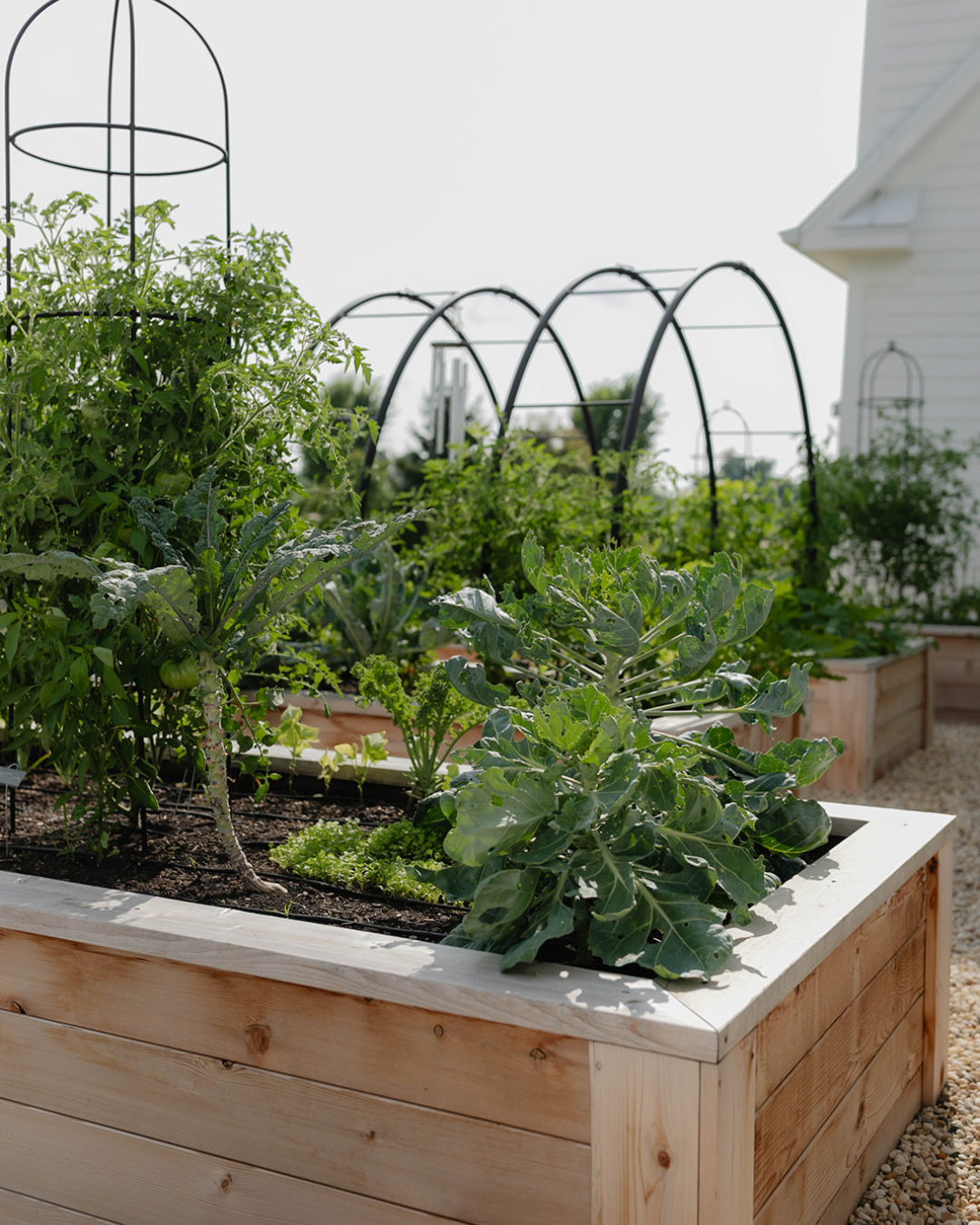 Cedar raised bed filled with leafy greens and vegetables, with custom black arch and obelisk trellises throughout the kitchen garden.
