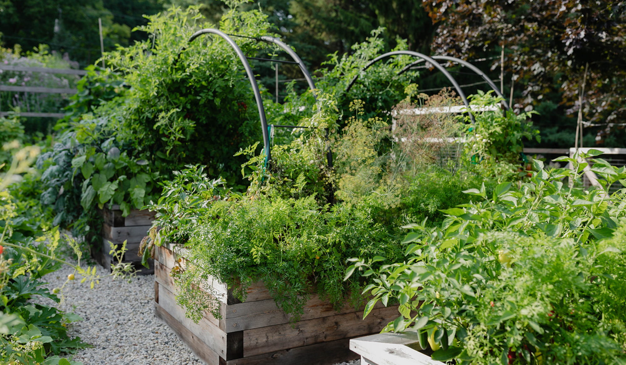 Abundant raised bed kitchen garden filled with vegetables and herbs, with custom black arch trellises and rough-sawn cedar beds.