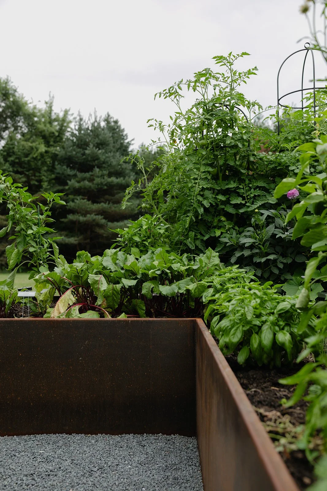 Lush kitchen garden planting with tomatoes, beets, basil, peppers, and flowers growing in corten steel raised beds in Fontana, Wisconsin.