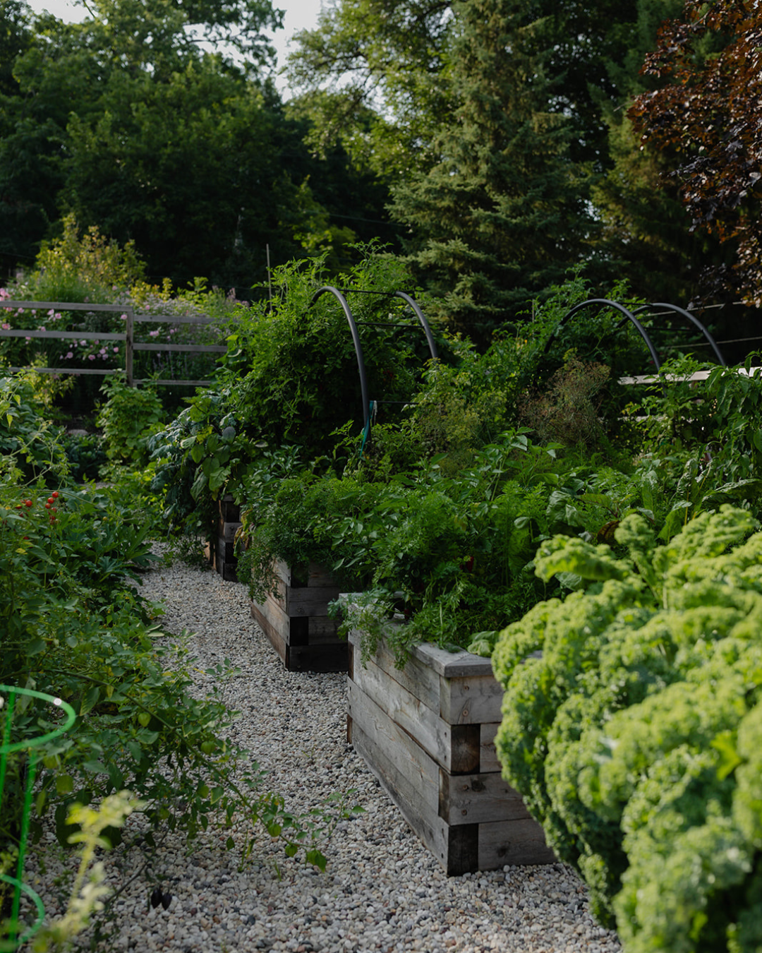 Gravel pathway winding between abundant rough-sawn cedar raised beds filled with kale, herbs, vegetables, and custom black arch trellises.