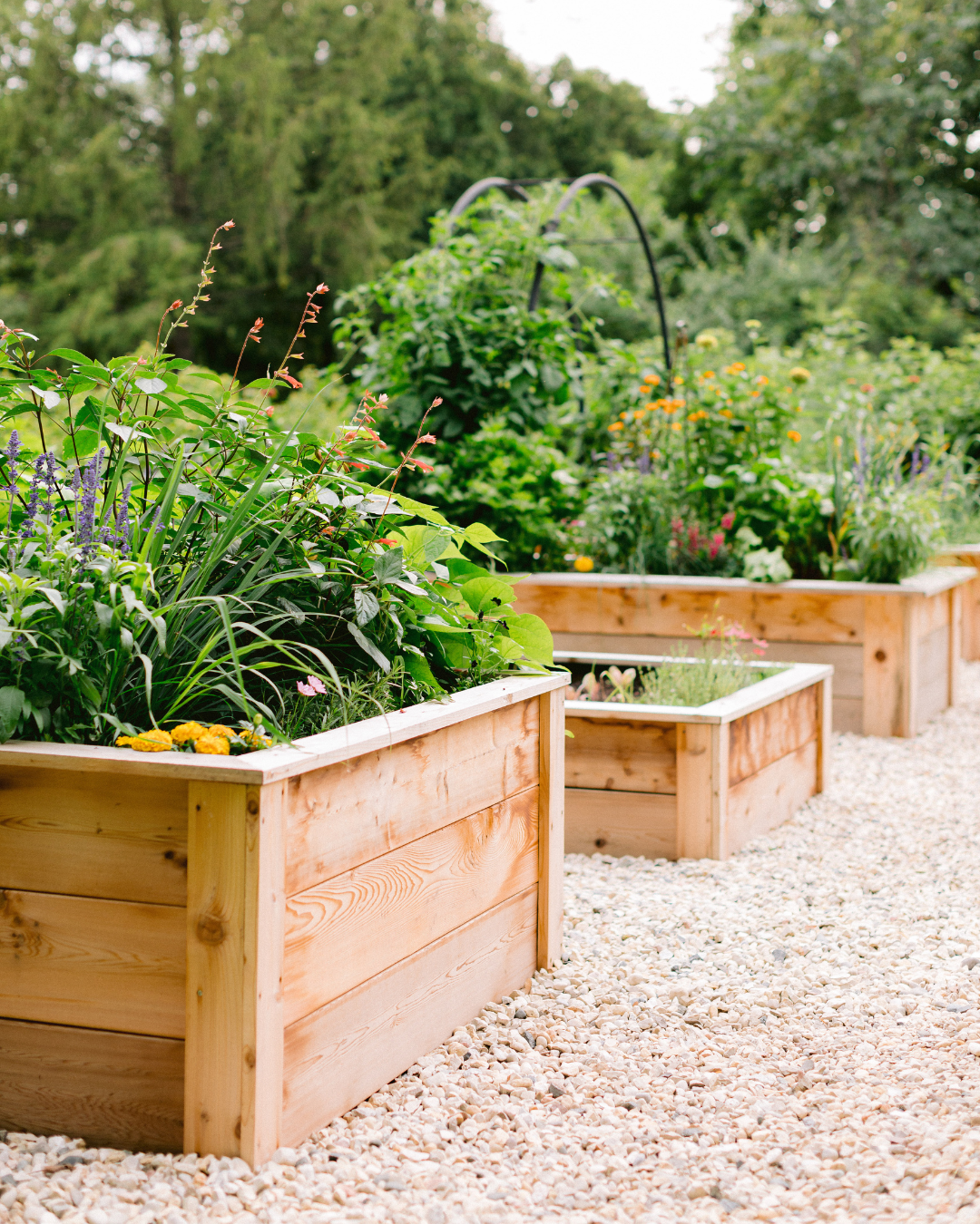 Custom cedar raised beds filled with vegetables, herbs, and flowers, arranged along white gravel pathways with black arch trellises in the background.