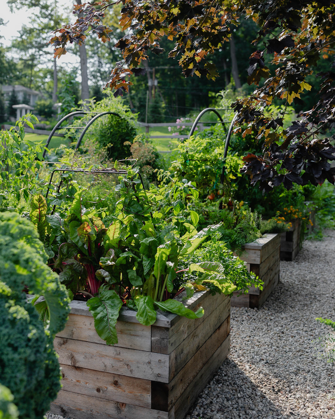 Rough-sawn cedar raised beds overflowing with Swiss chard, herbs, tomatoes, and vegetables beneath custom black trellises and a mature maple tree.