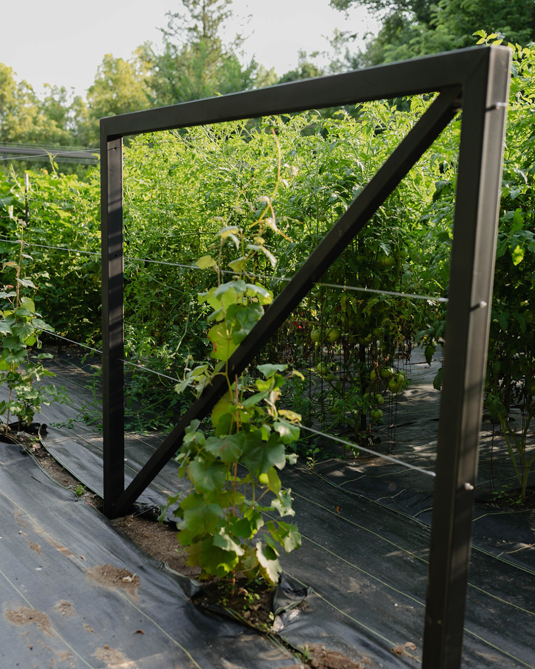 Young grapevines climbing a black metal trellis beside rows of in-ground tomato plants at The Edible Acre.