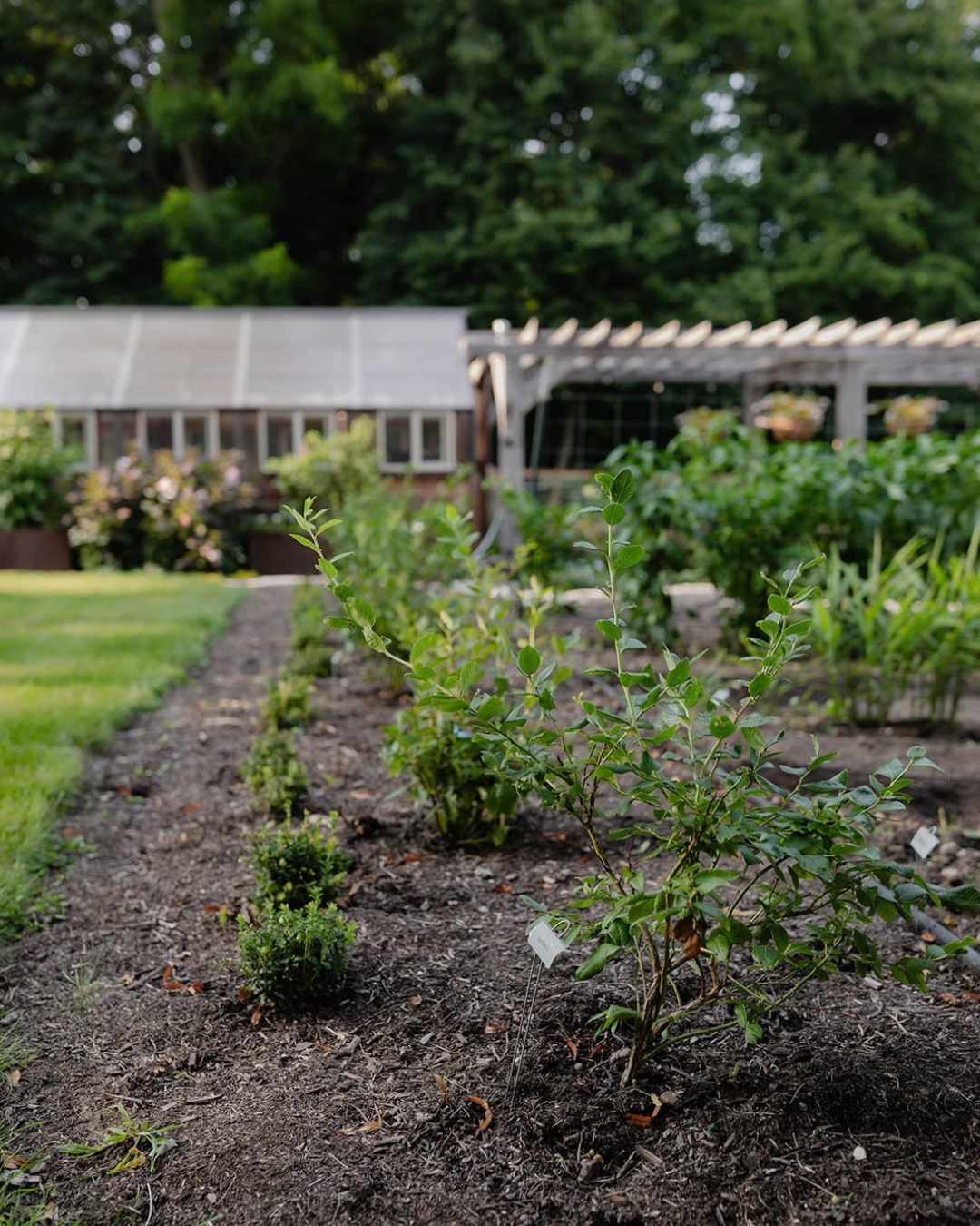 Young blueberry bushes planted in a mulched garden bed at The Edible Acre, with the greenhouse and reclaimed timber pergola in the background.
