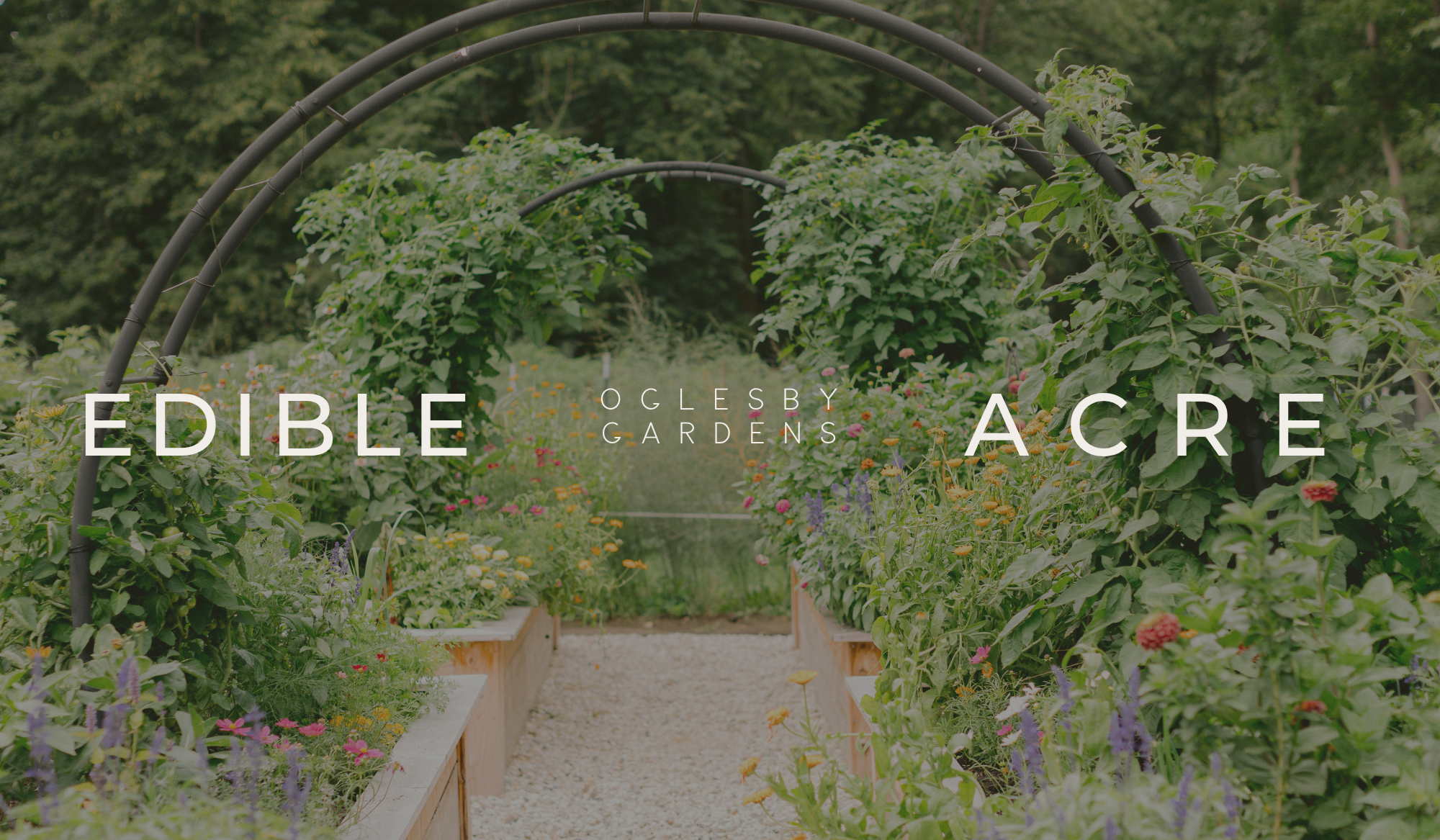 View of the Oglesby Gardens Kitchen Garden with cedar raised beds and custom arch trellises.
