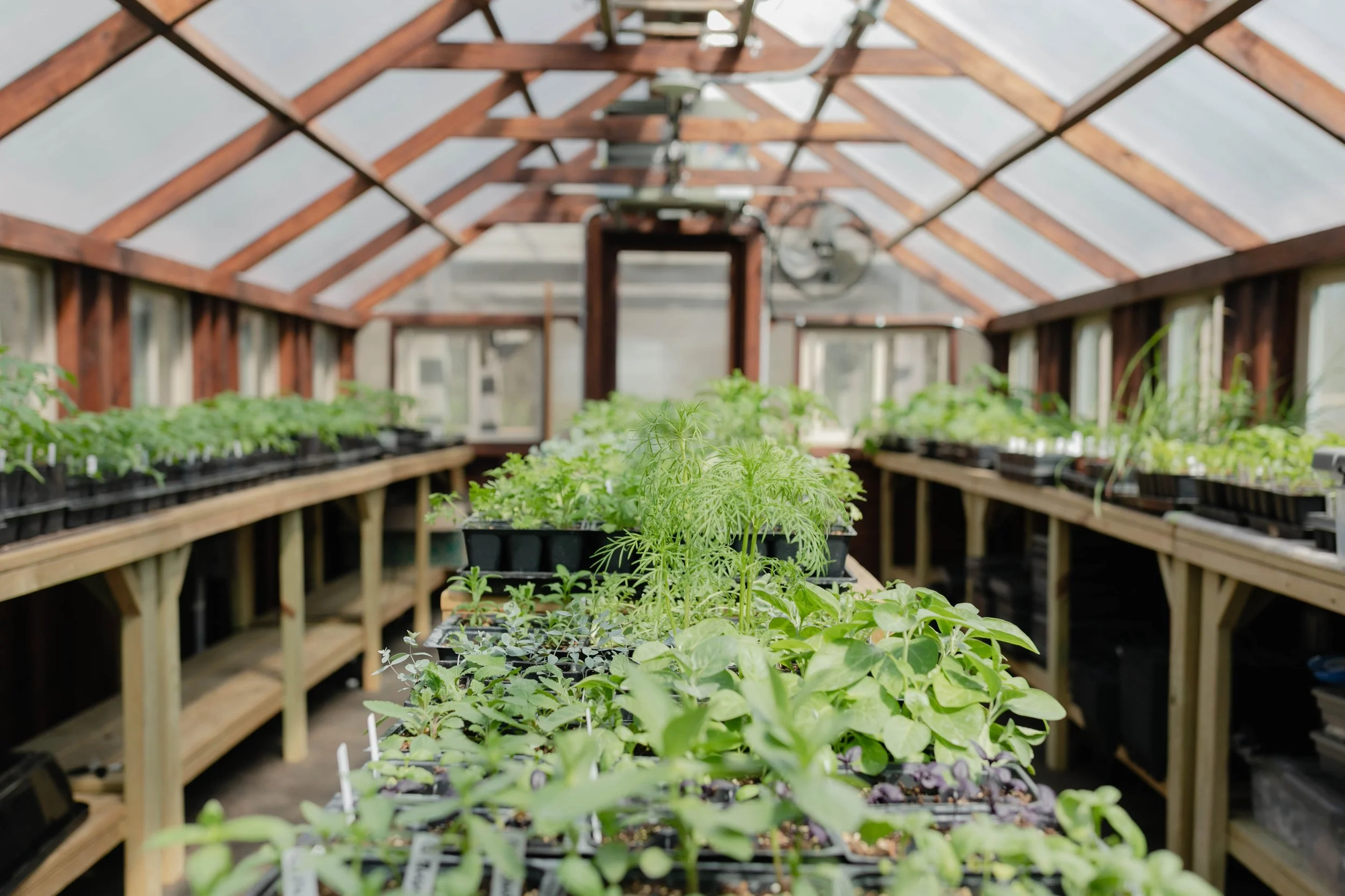 trays of seedlings line the cedar tables in the Yoderbilt greenhouse at Oglesby Gardens.