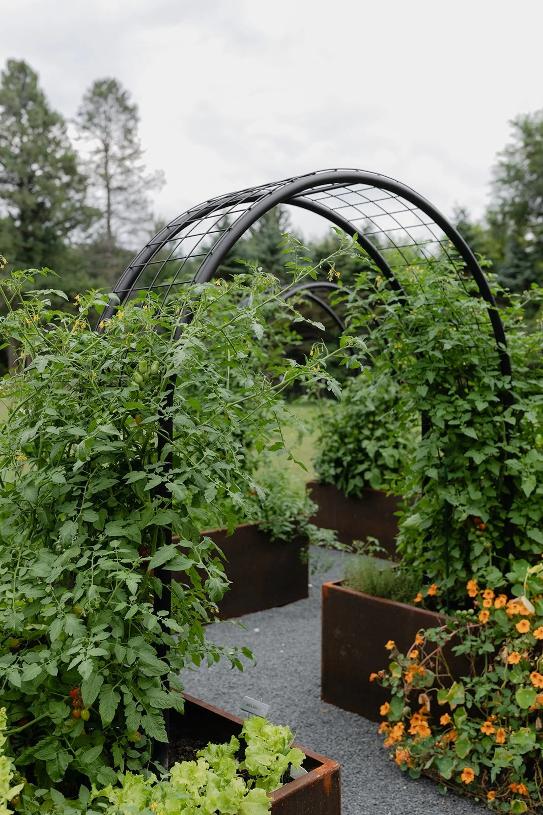 Black steel arch trellis covered in tomato vines creates an entrance into corten steel raised beds with orange nasturtiums and seasonal vegetables.