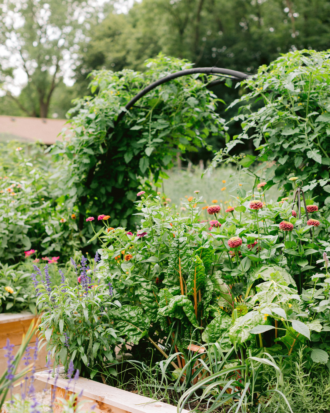 Colorful zinnias, purple flowers, Swiss chard, and herbs growing in cedar raised beds beneath a tomato-covered arch trellis.