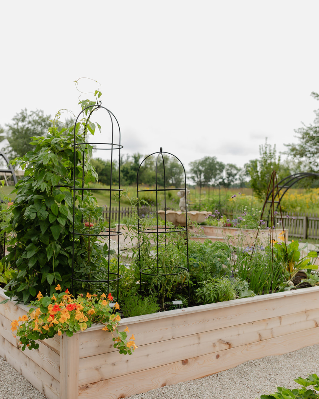 Abundant vegetables, herbs, and edible flowers growing in a cedar raised bed with custom black obelisk trellises at LaRocque Farms.