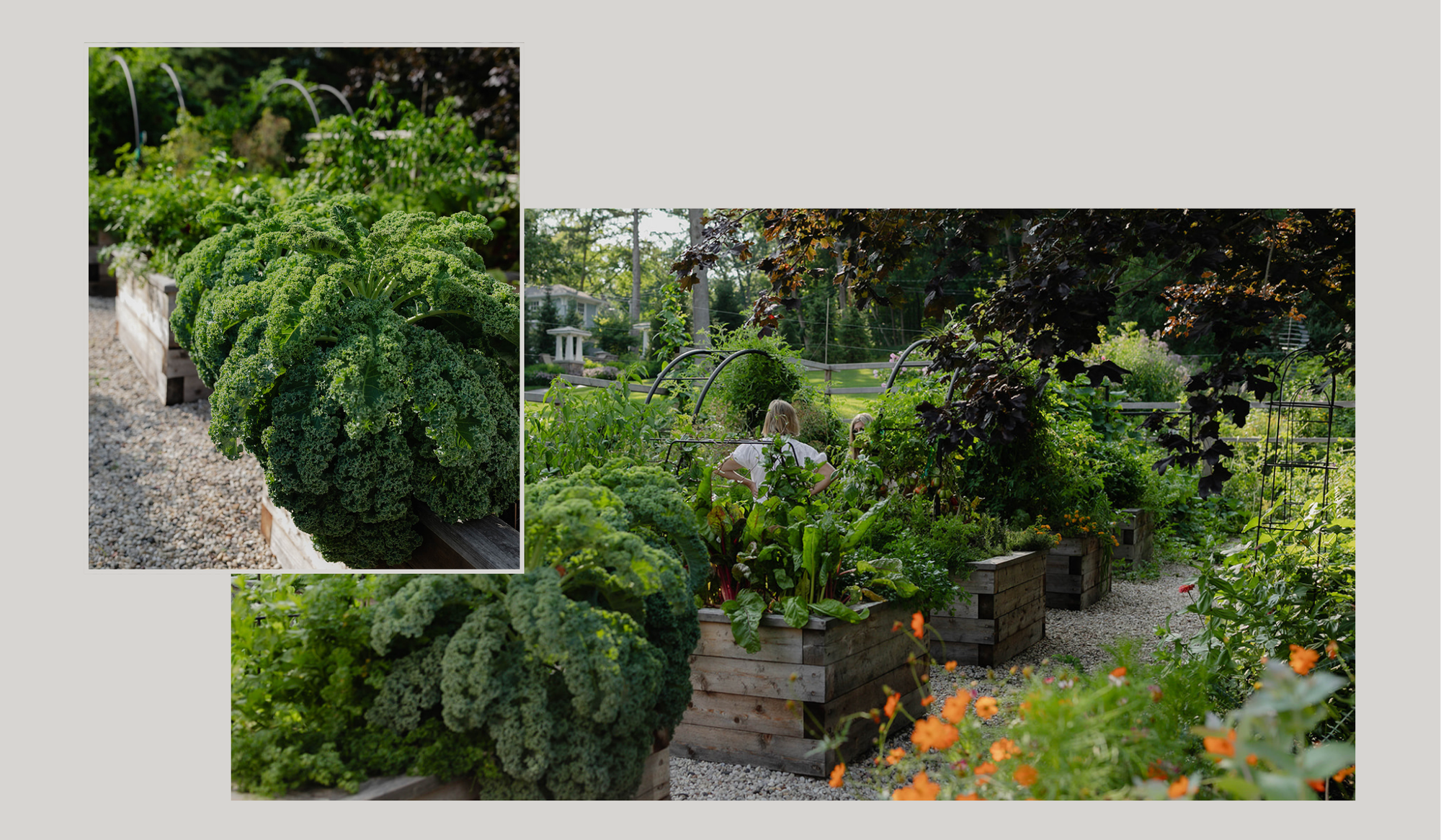 Garden collage featuring curly kale, abundant raised beds, orange flowers, and two people standing among the vegetables.