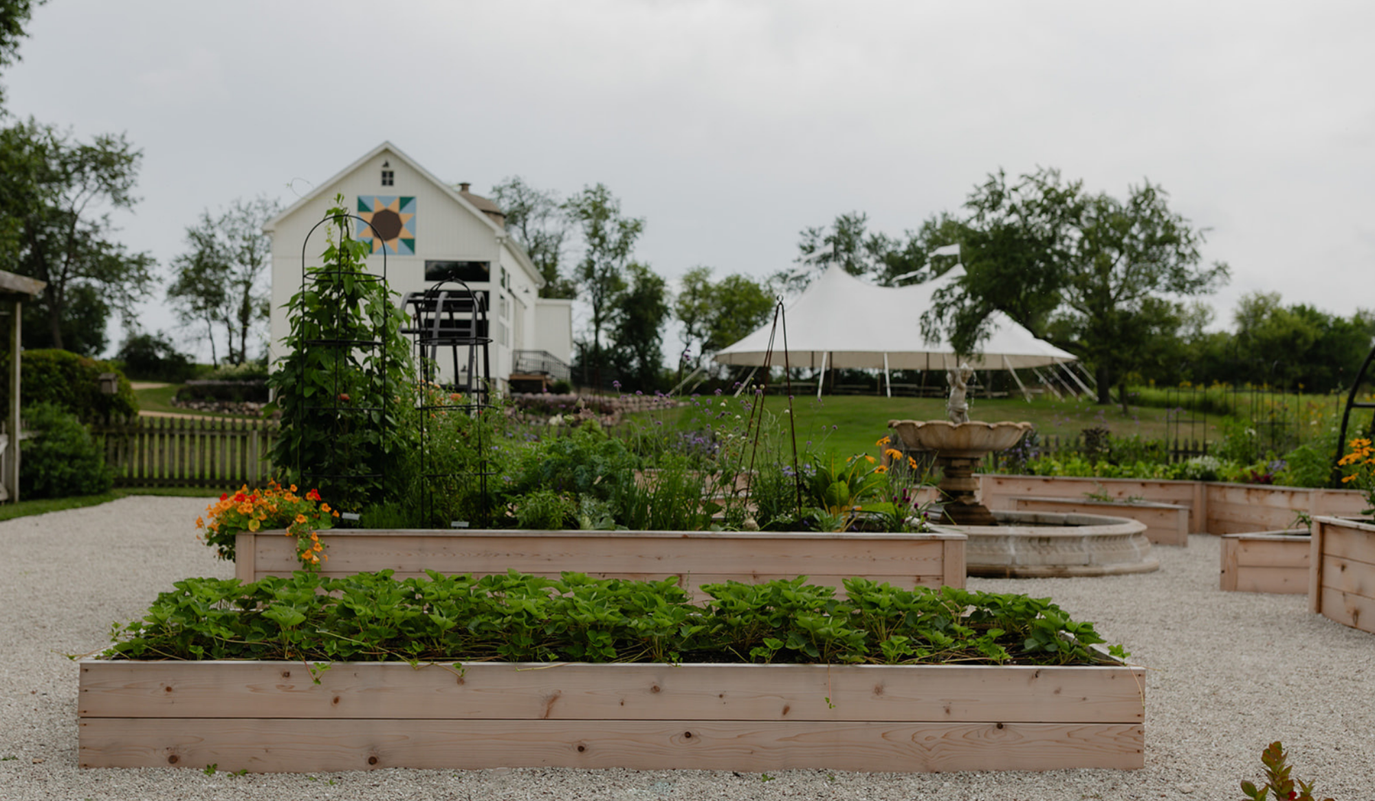 Strawberries growing in a dedicated cedar raised bed with the LaRocque Farms kitchen garden, fountain, barn, and sailcloth tent beyond.