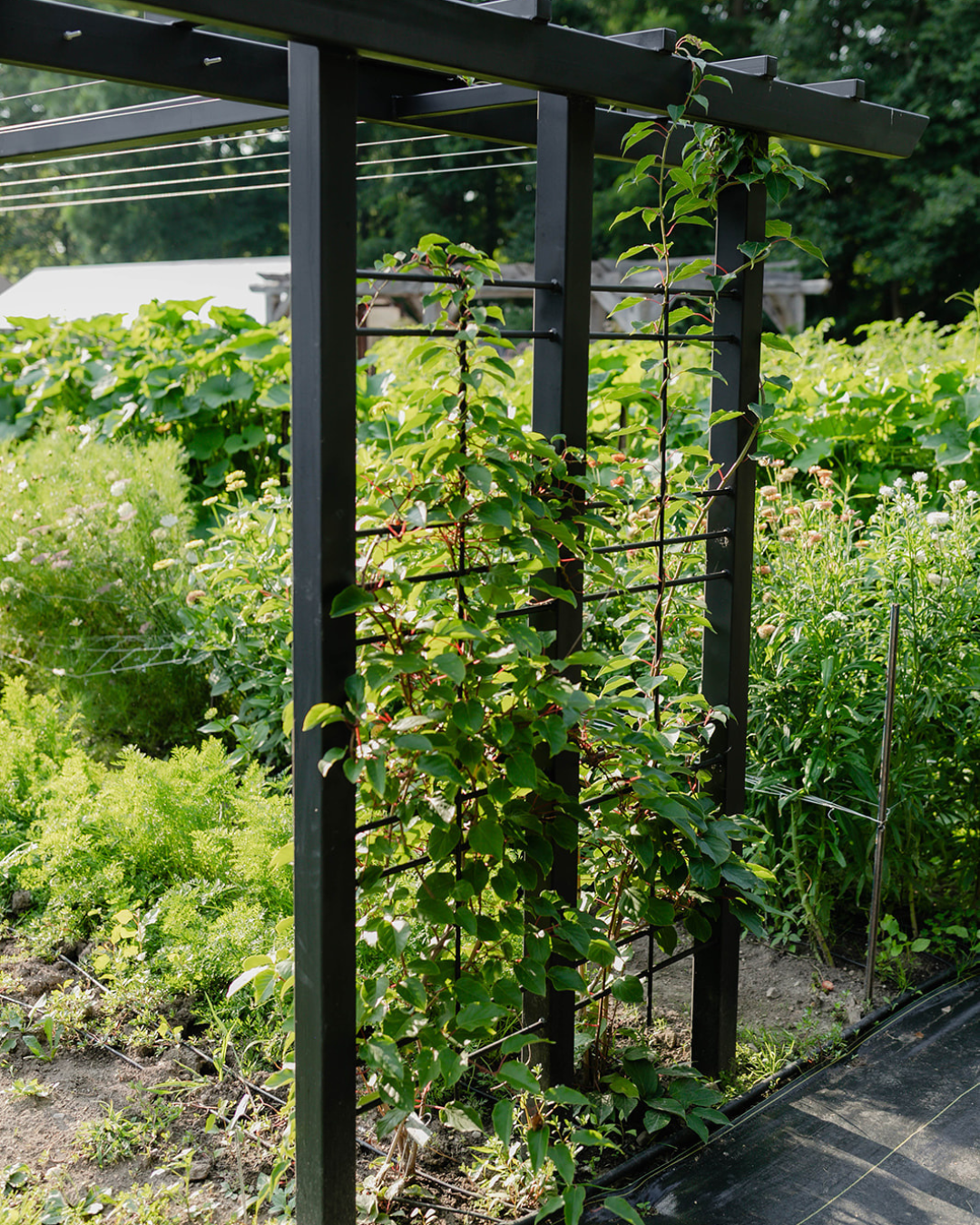 Kiwi berry vines climbing a custom black metal trellis in the in-ground growing area at The Edible Acre.