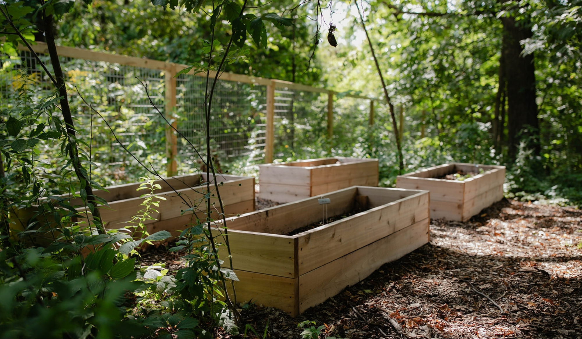 Four wooden raised beds filled with mushroom-growing material in a shaded woodland garden at The Edible Acre, surrounded by trees and a wire fence.