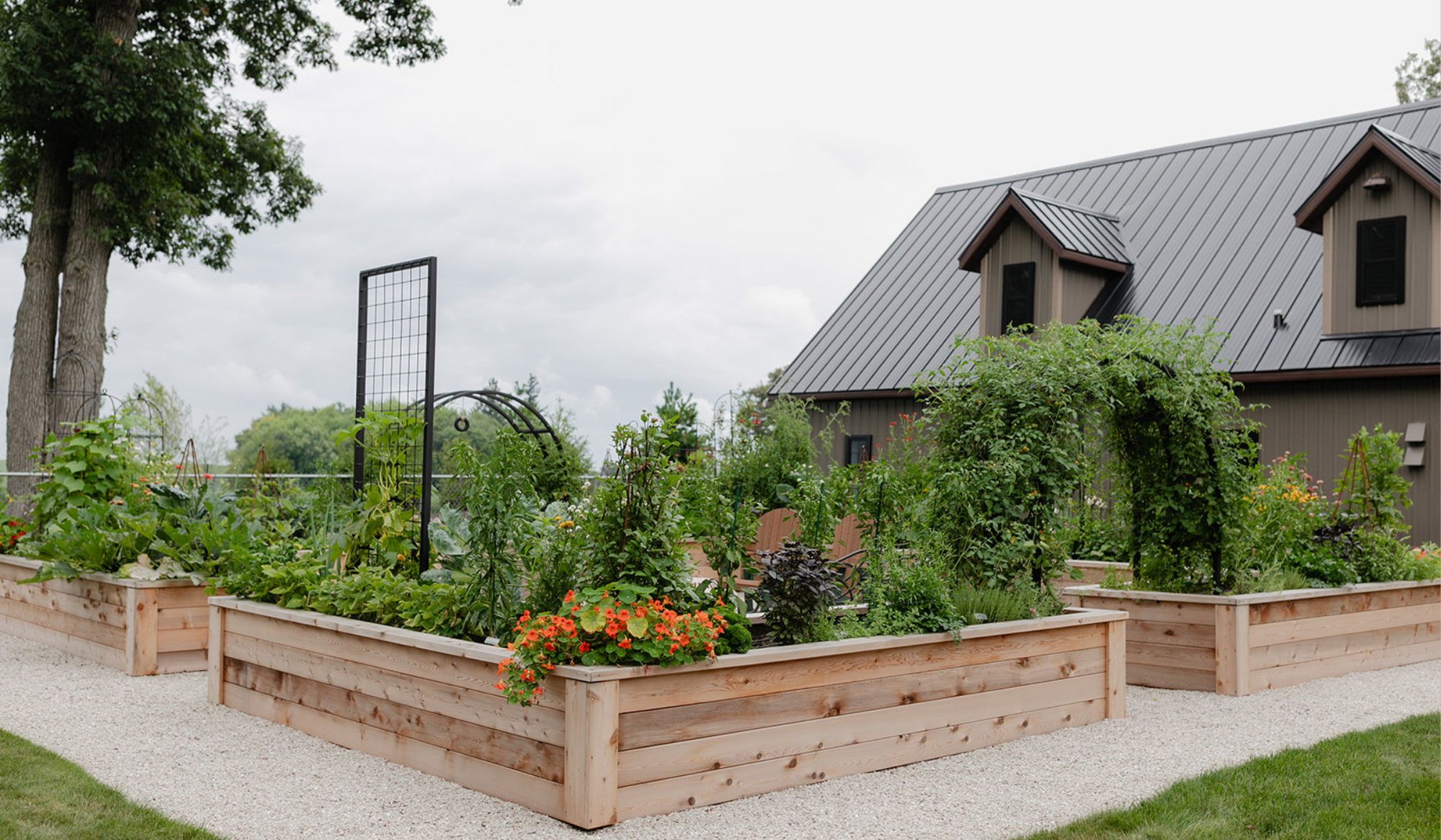 Cedar raised bed kitchen garden with custom made trellis on white limestone chip.