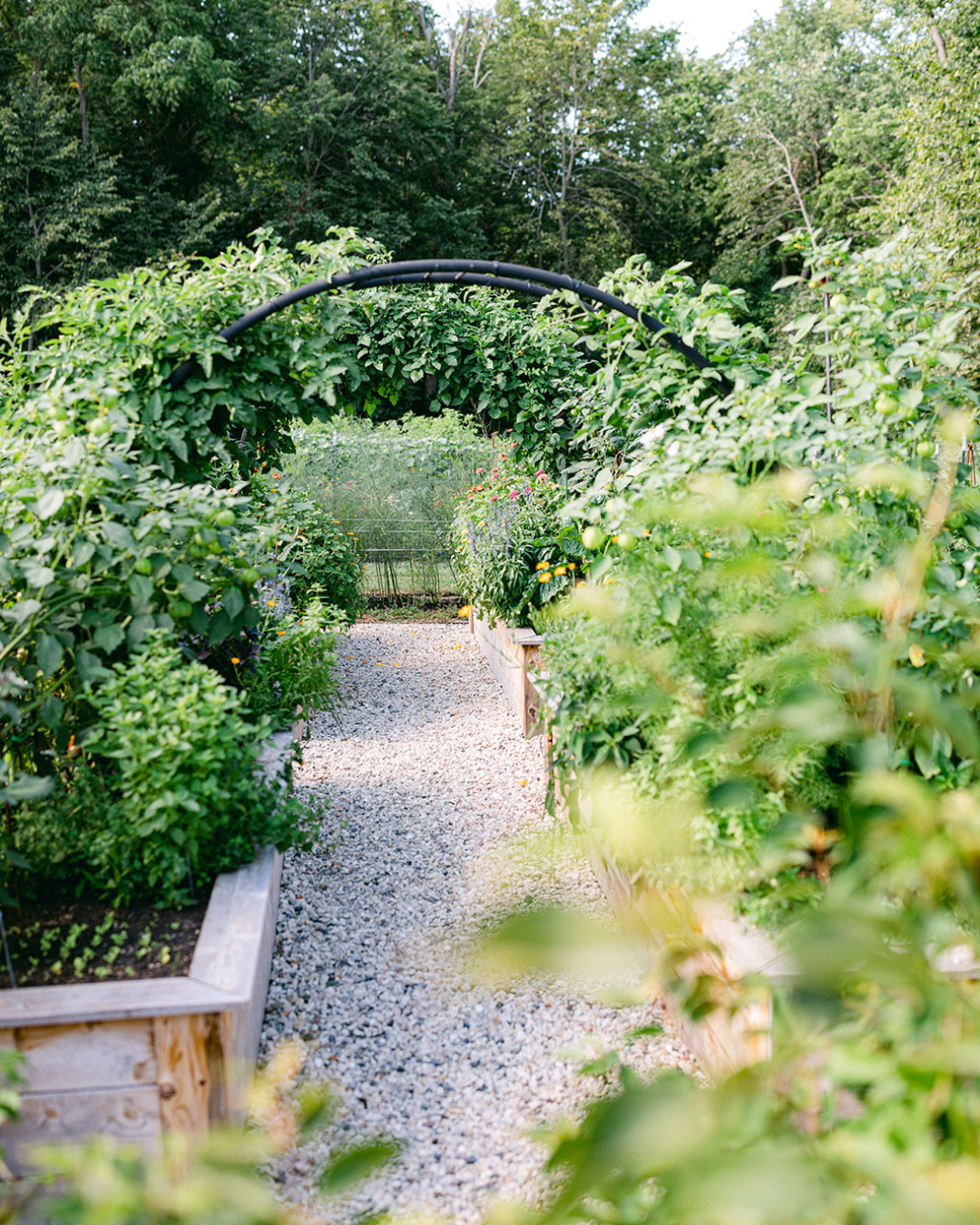 Gravel pathway winding between lush cedar raised beds beneath a black metal arch trellis covered in tomato vines at The Edible Acre.