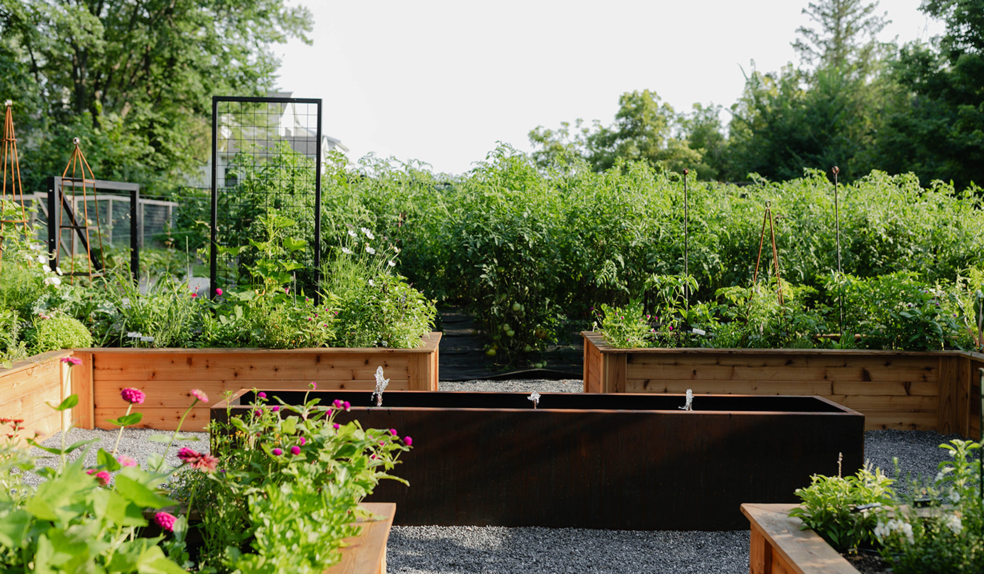 Custom corten steel fountain with three water jets surrounded by cedar raised beds, flowering plants, and black metal trellises at The Edible Acre.