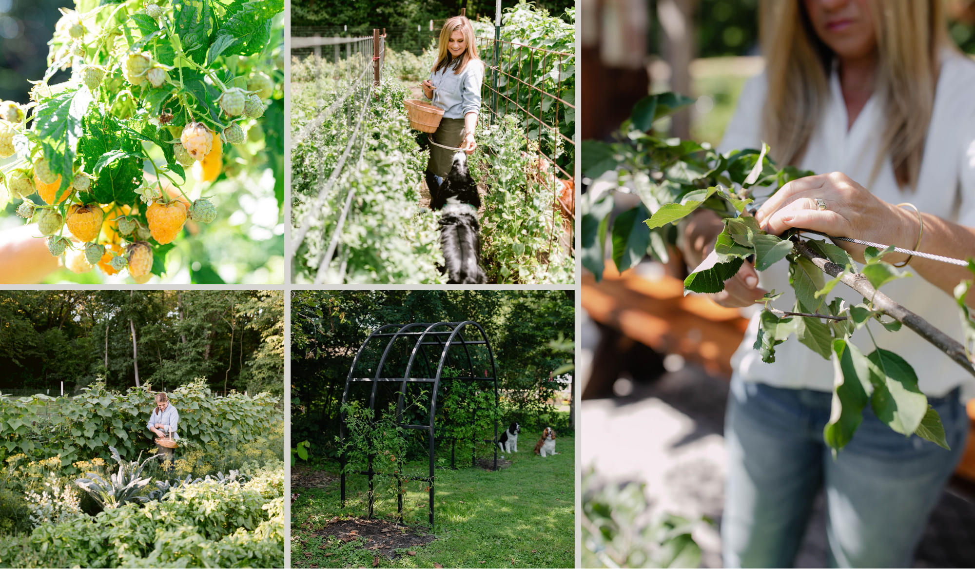 Collage of edible landscaping at The Edible Acre, featuring golden raspberries, garden trellises, Katie harvesting, and pruning fruit trees.