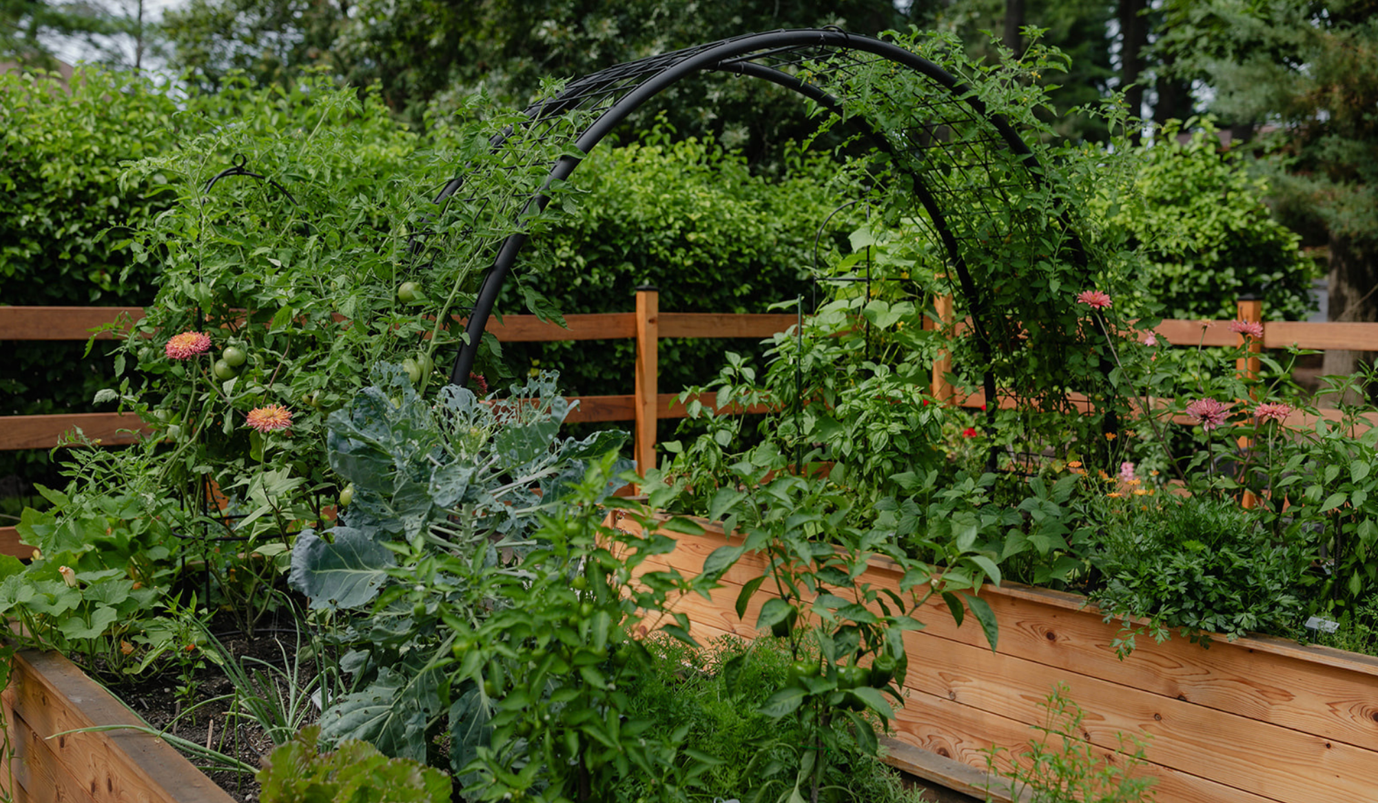 Abundant cedar raised bed kitchen garden filled with tomatoes, peppers, herbs, flowers, and vegetables beneath a custom black arch trellis.