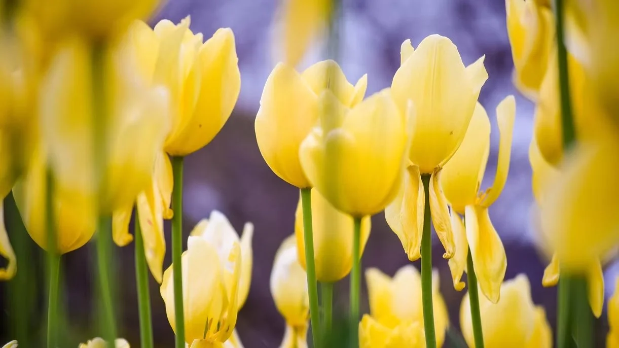 덴마크 한글학교 2026년 봄학기 개강식                                                    Denmark Korean School Opening Ceremony Spring Semester 2026