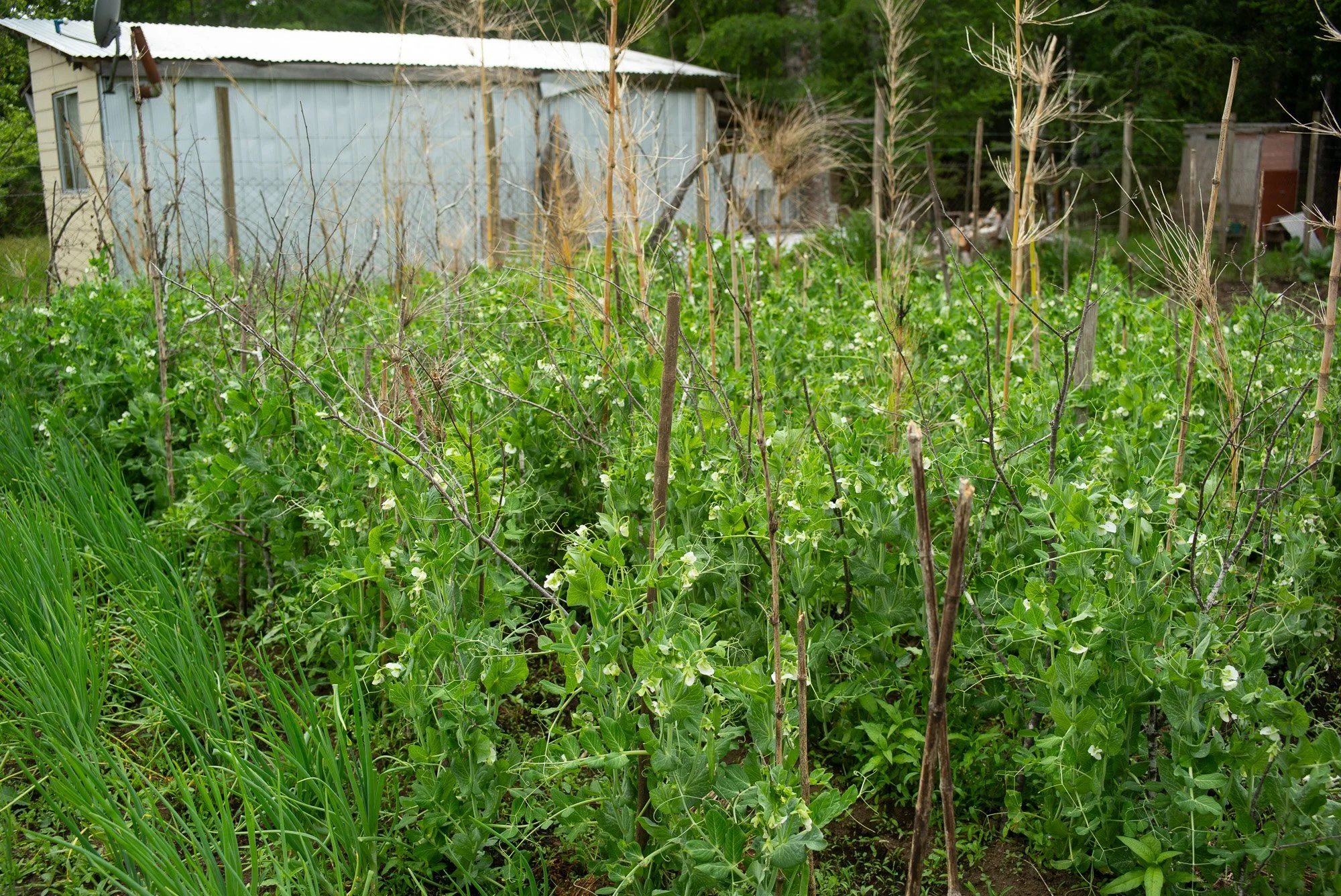 L1002730.jpg