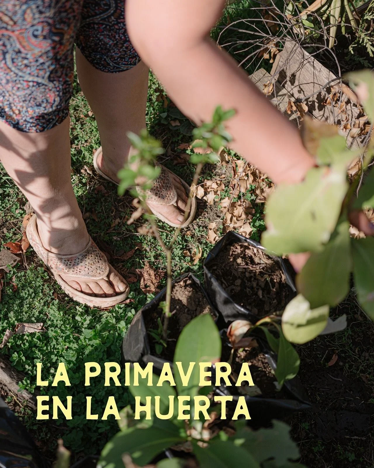 🌿🌸La primavera en la huerta: tiempo de alm&aacute;cigos y nuevas siembras 

🌾La primavera es el momento de preparar alm&aacute;cigos, peque&ntilde;os semilleros donde cuidamos las plantas en sus primeras etapas antes de llevarlas a la huerta.

Cad
