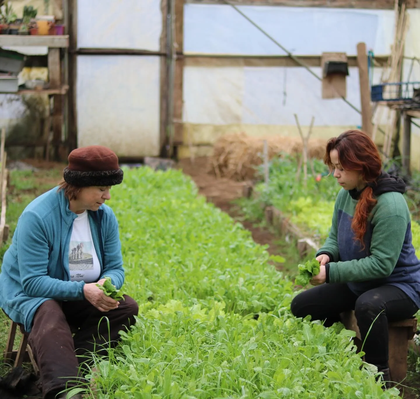 👩&zwj;🌾👩&zwj;🌾 Mireya y Bel&eacute;n, madre e hija, cultivan cada proceso de su huerta: guardan semillas, siembran, cosechan y cuidan la postcosecha de sus hortalizas y plantas medicinales. Su mesa siempre se llena de colores: lechugas, espinacas