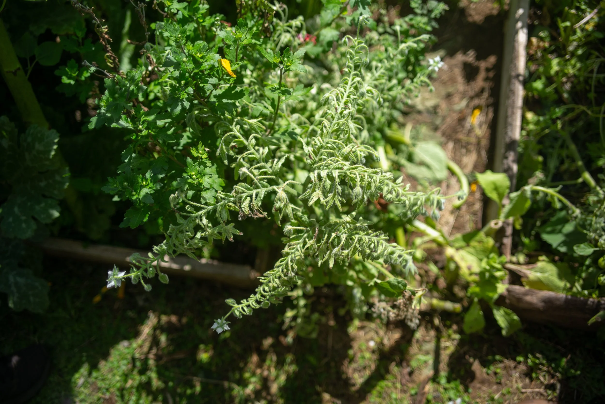 L1004312.jpg