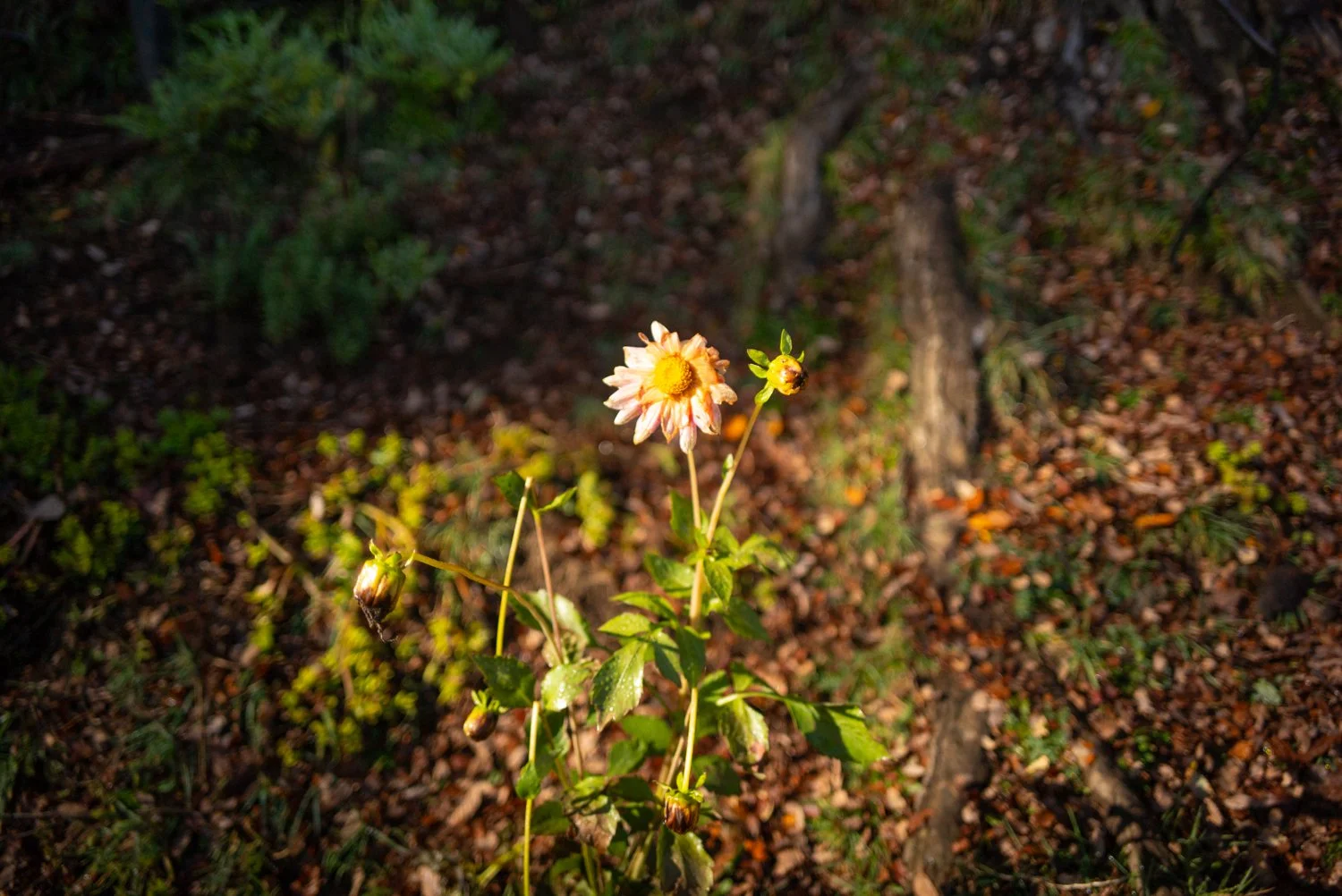L1001667.jpg