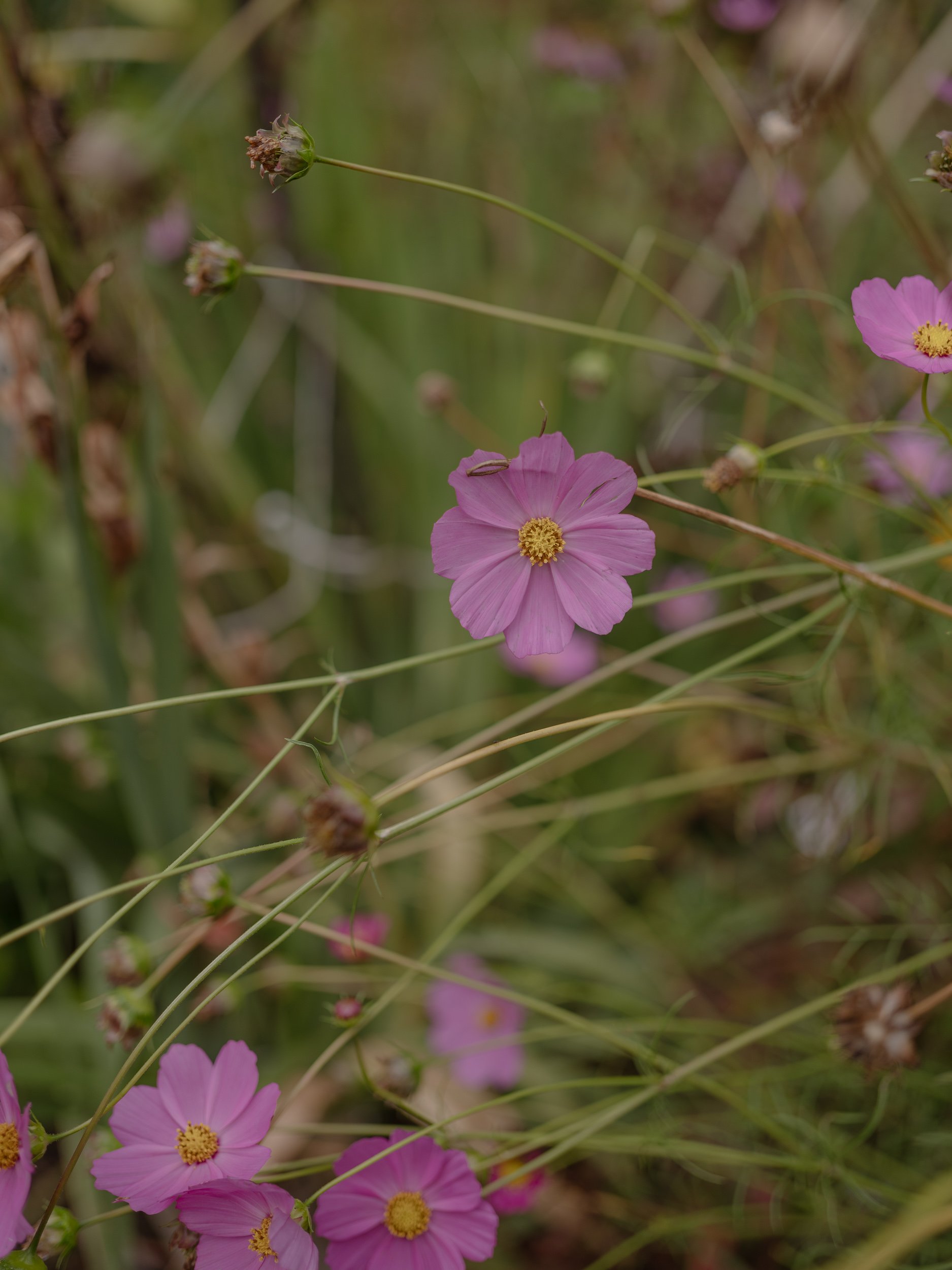 DSCF1860.jpg