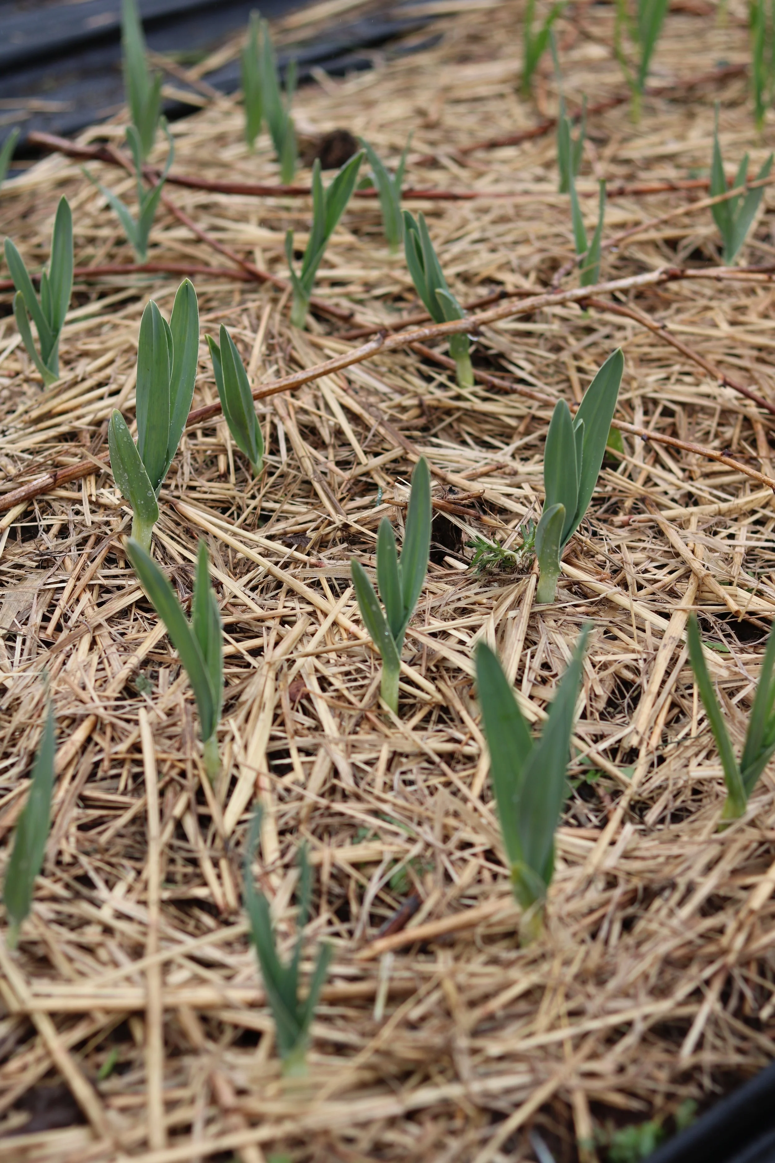 IMG_1246.JPG