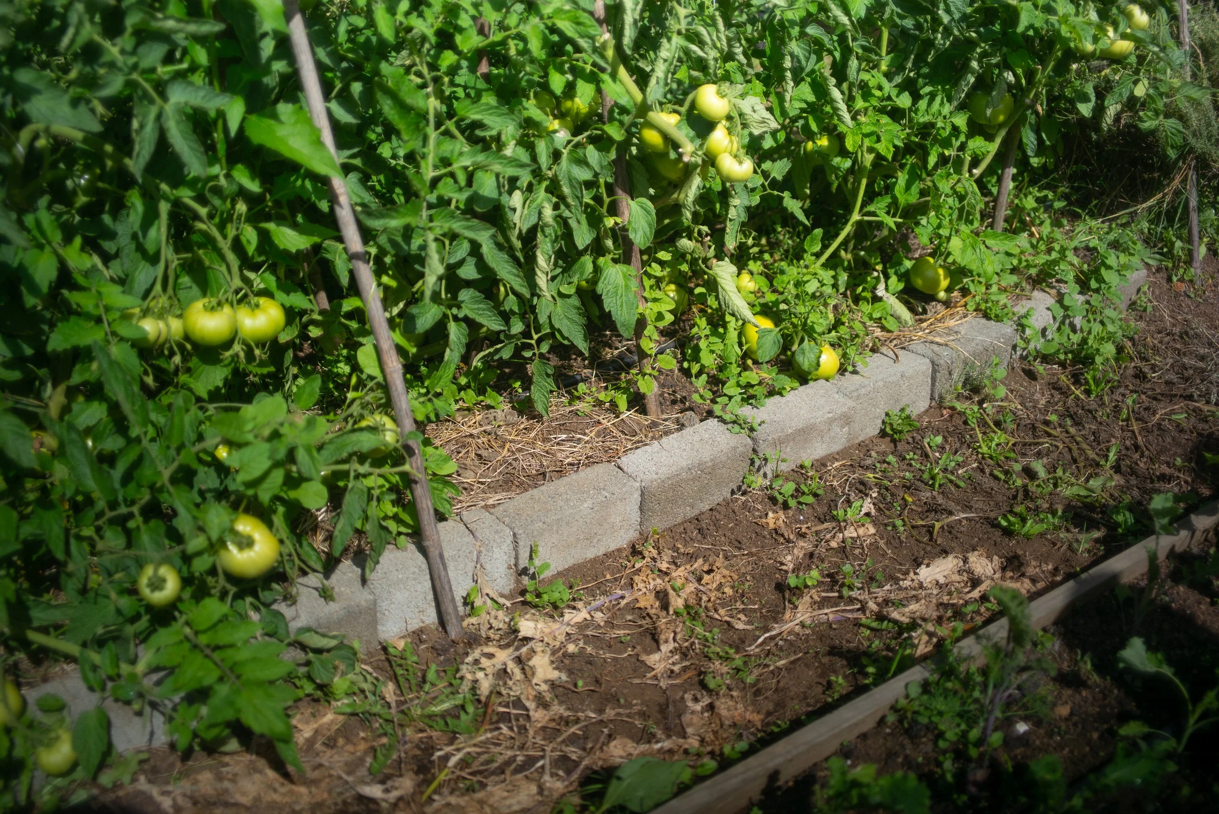 L1004270.jpg
