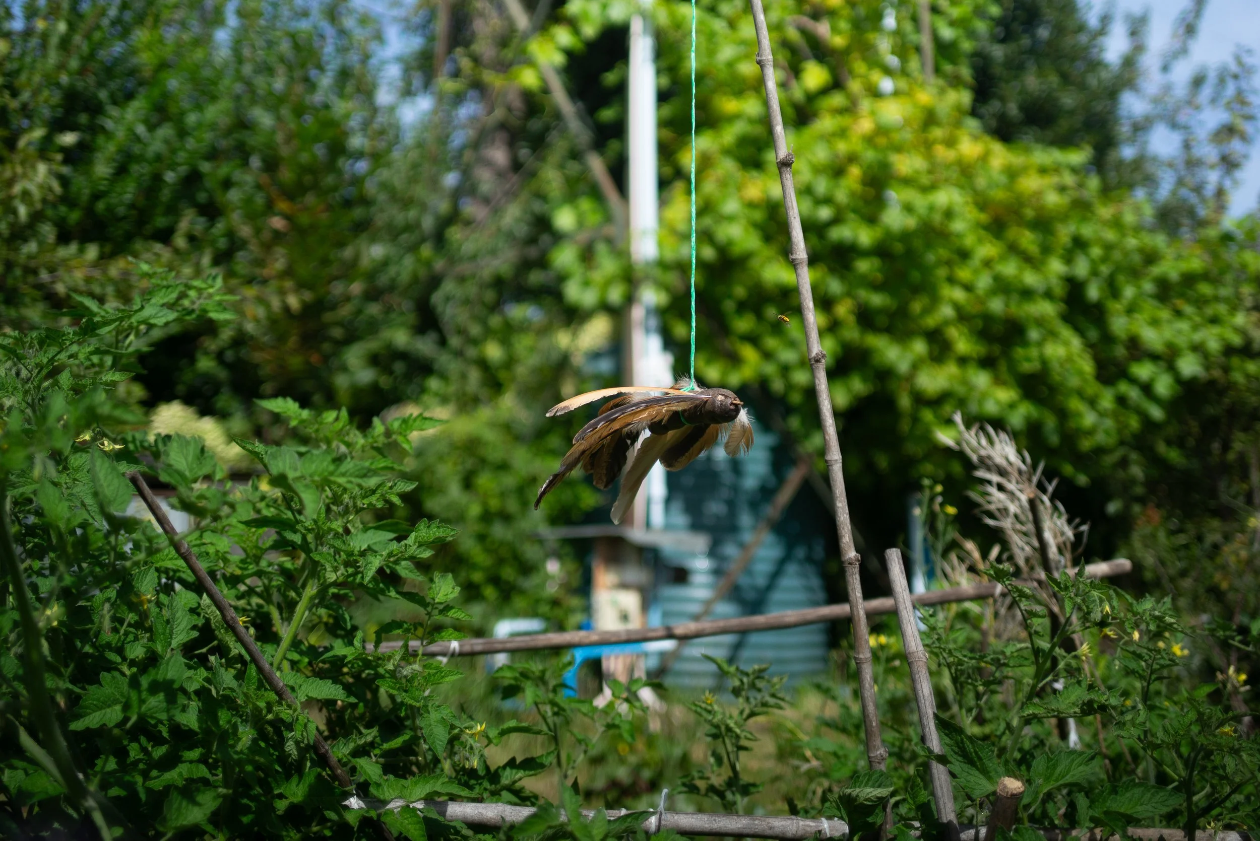 L1004268.jpg