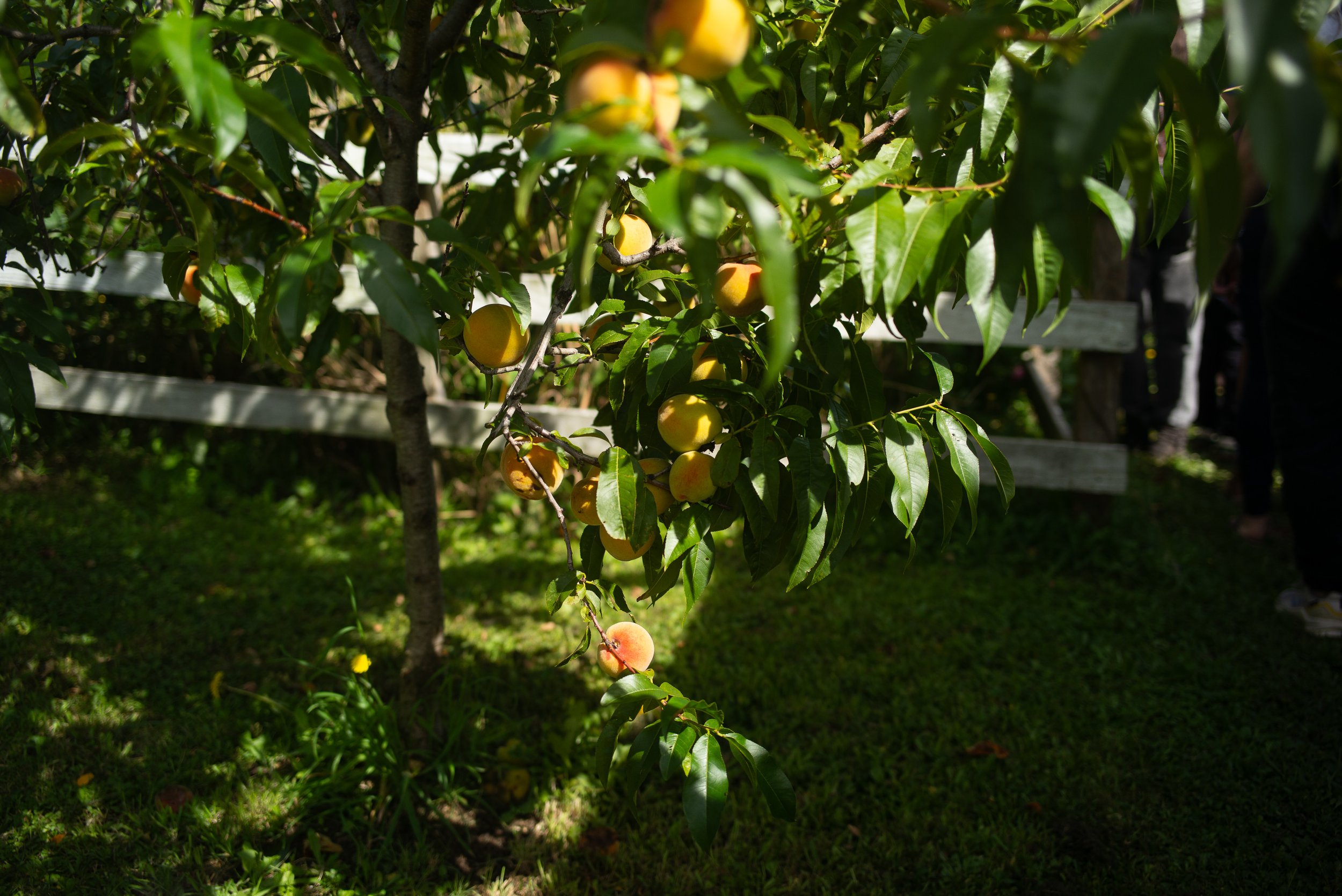 L1004263.jpg