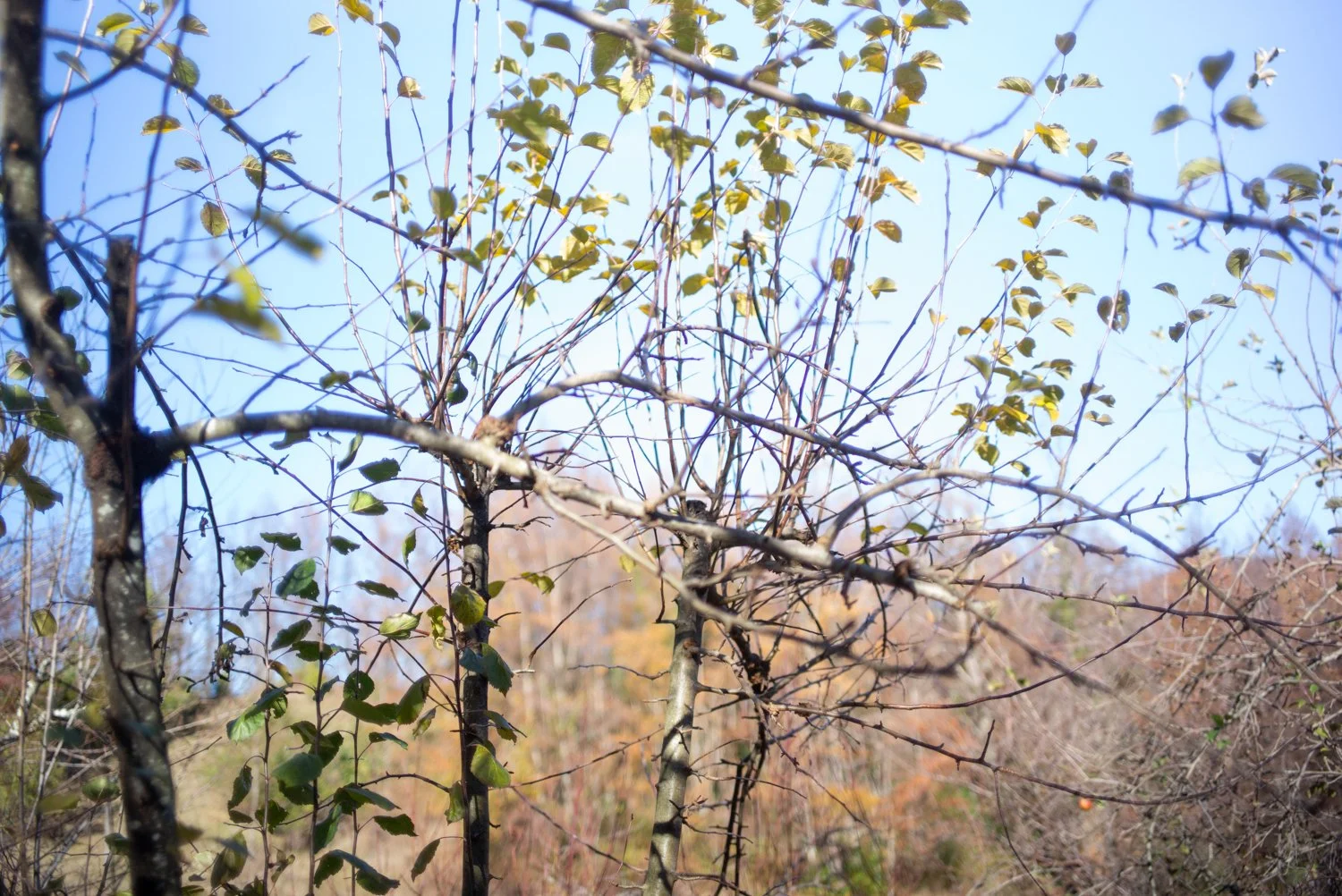 L1001811.jpg
