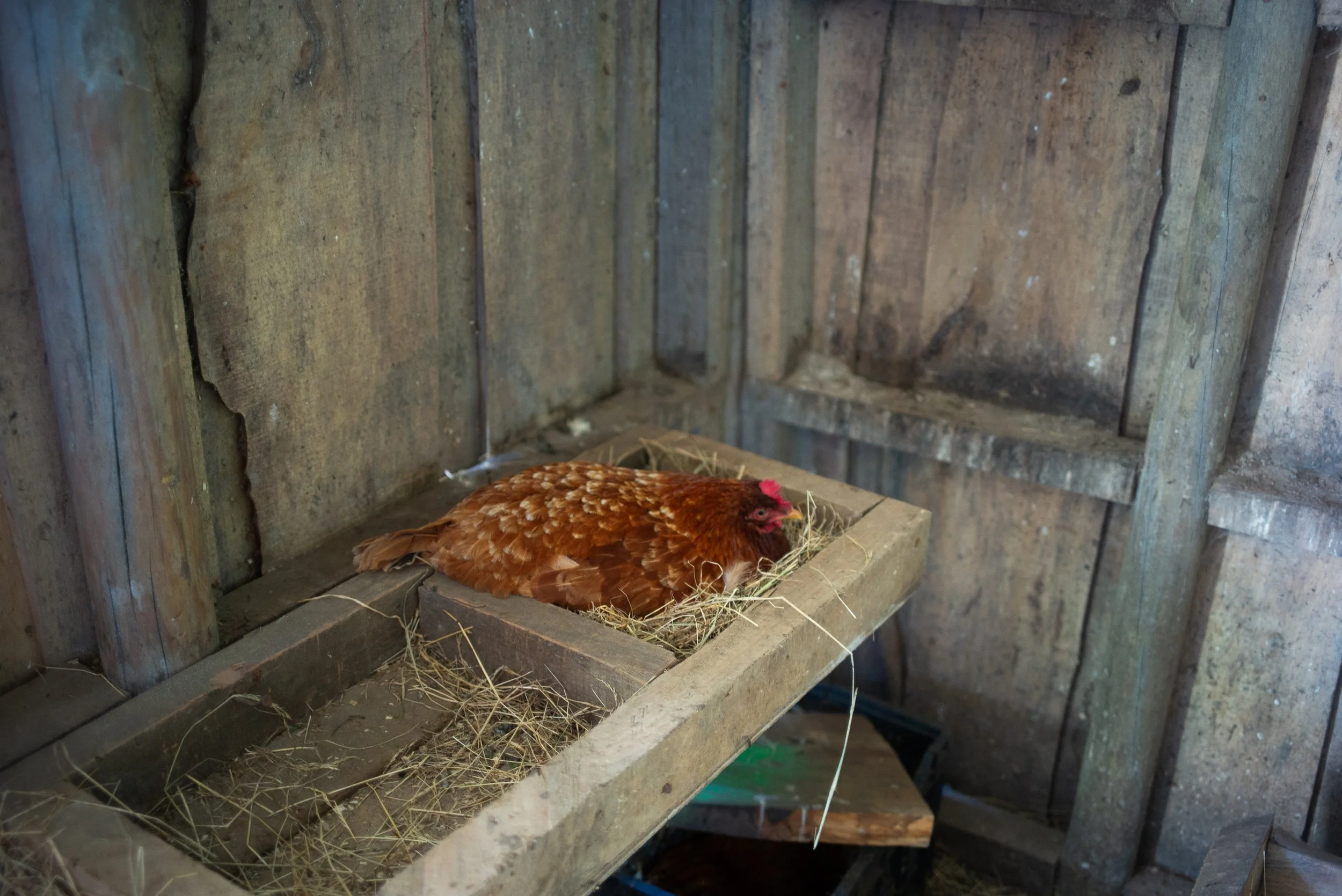 L1003435.jpg