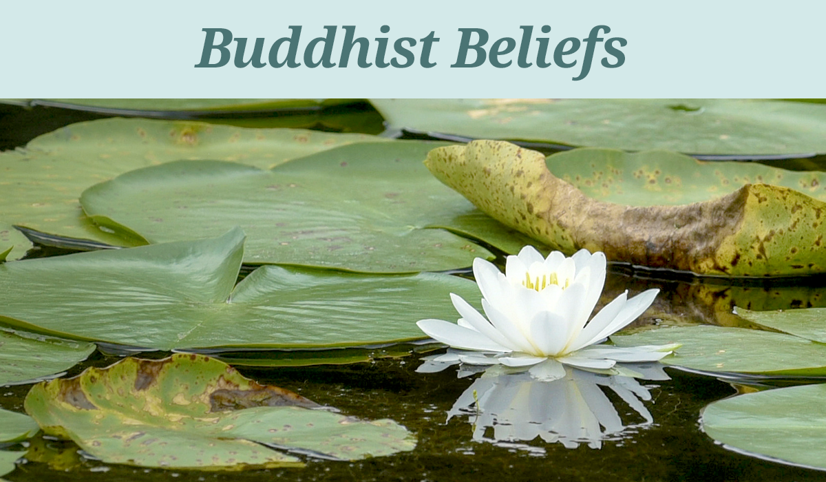 Water lily on a pond representing peace and Buddhist practice