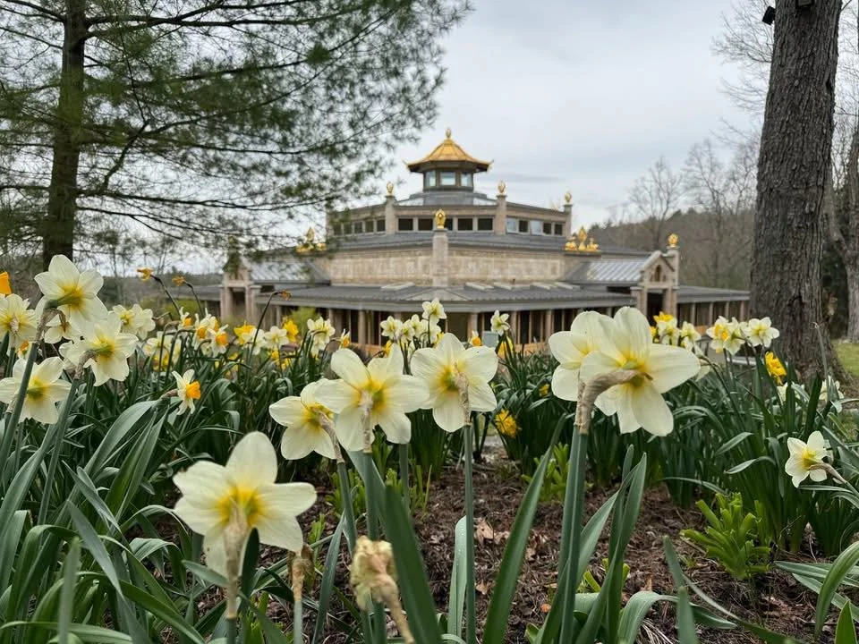 Daffodils in front of the World Peace Temple in spring
