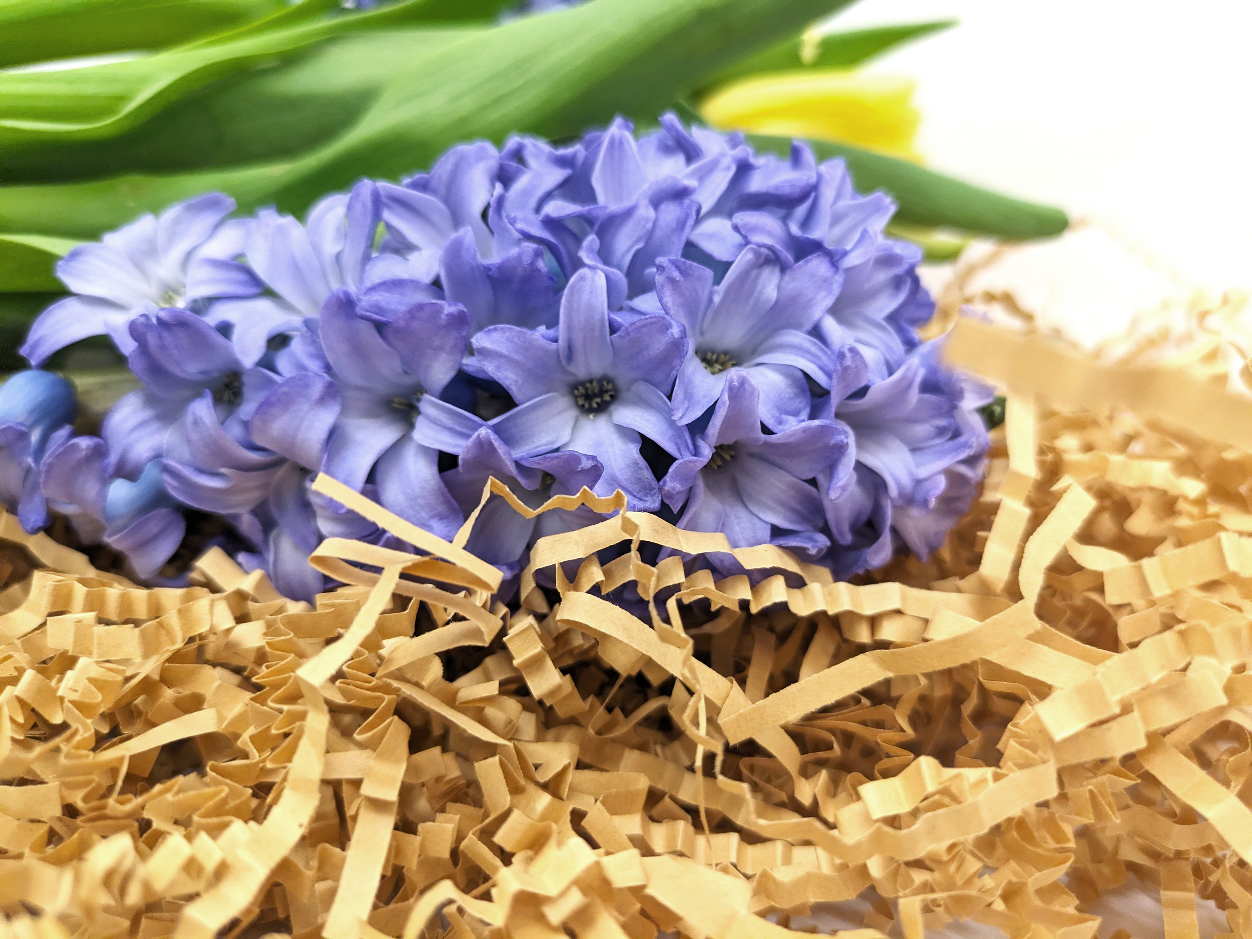 Flower in between.png