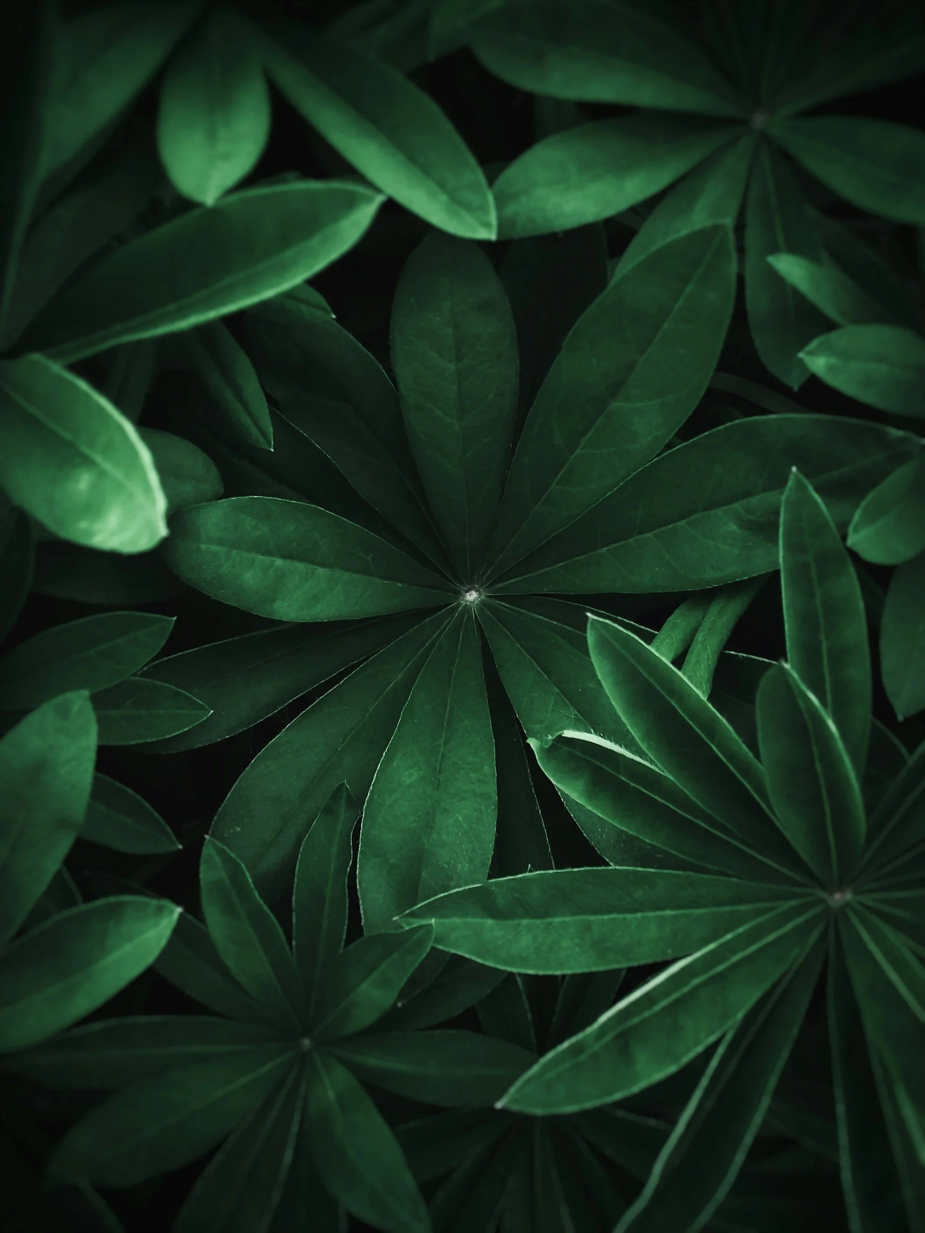 “I’m Fine” Might Be a Script You Learned: Understanding Hidden Childhood Trauma